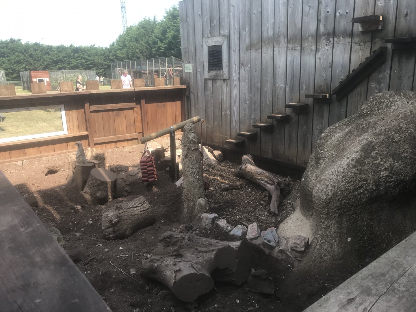 Meerkat Enclosure