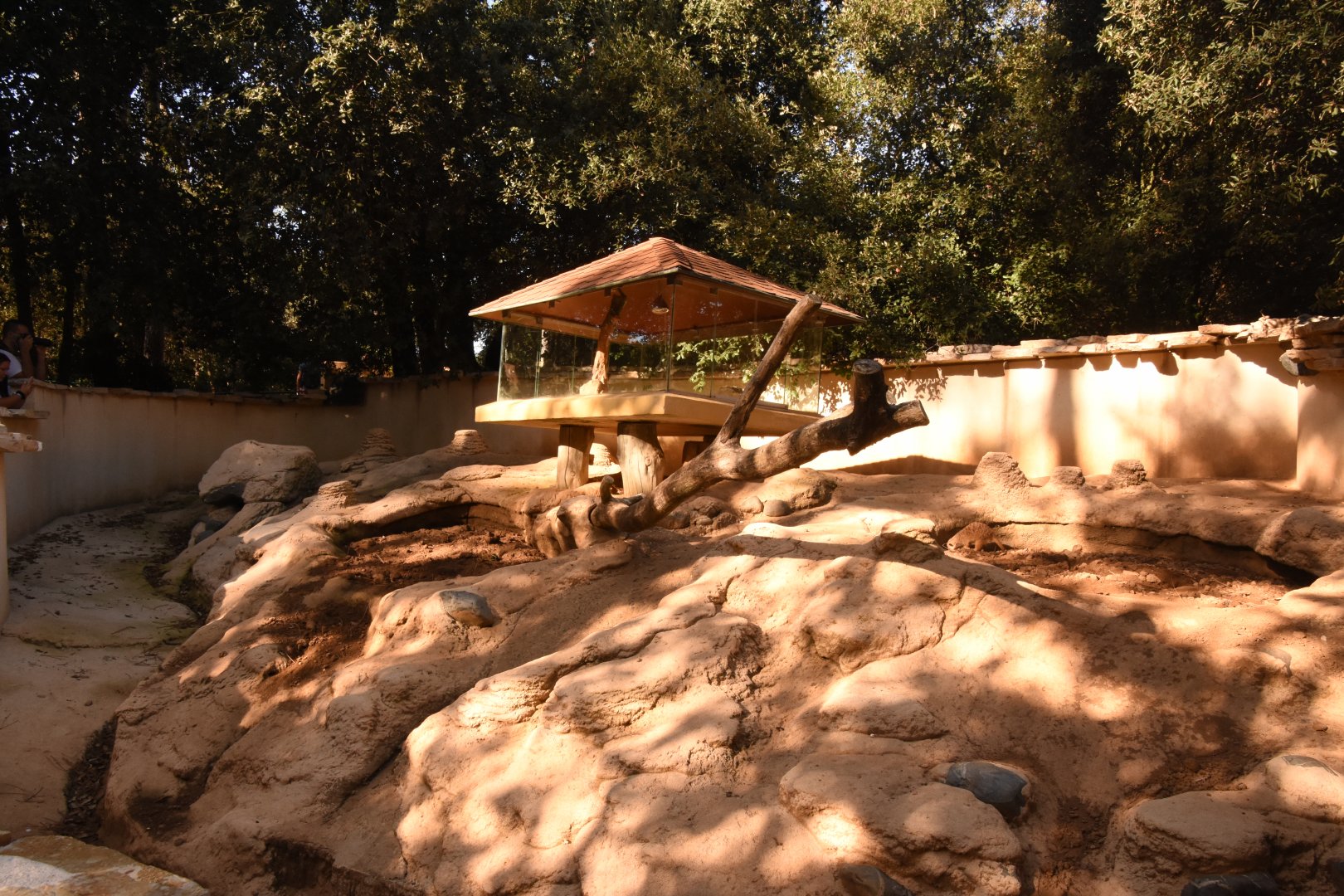 Meerkat enclosure