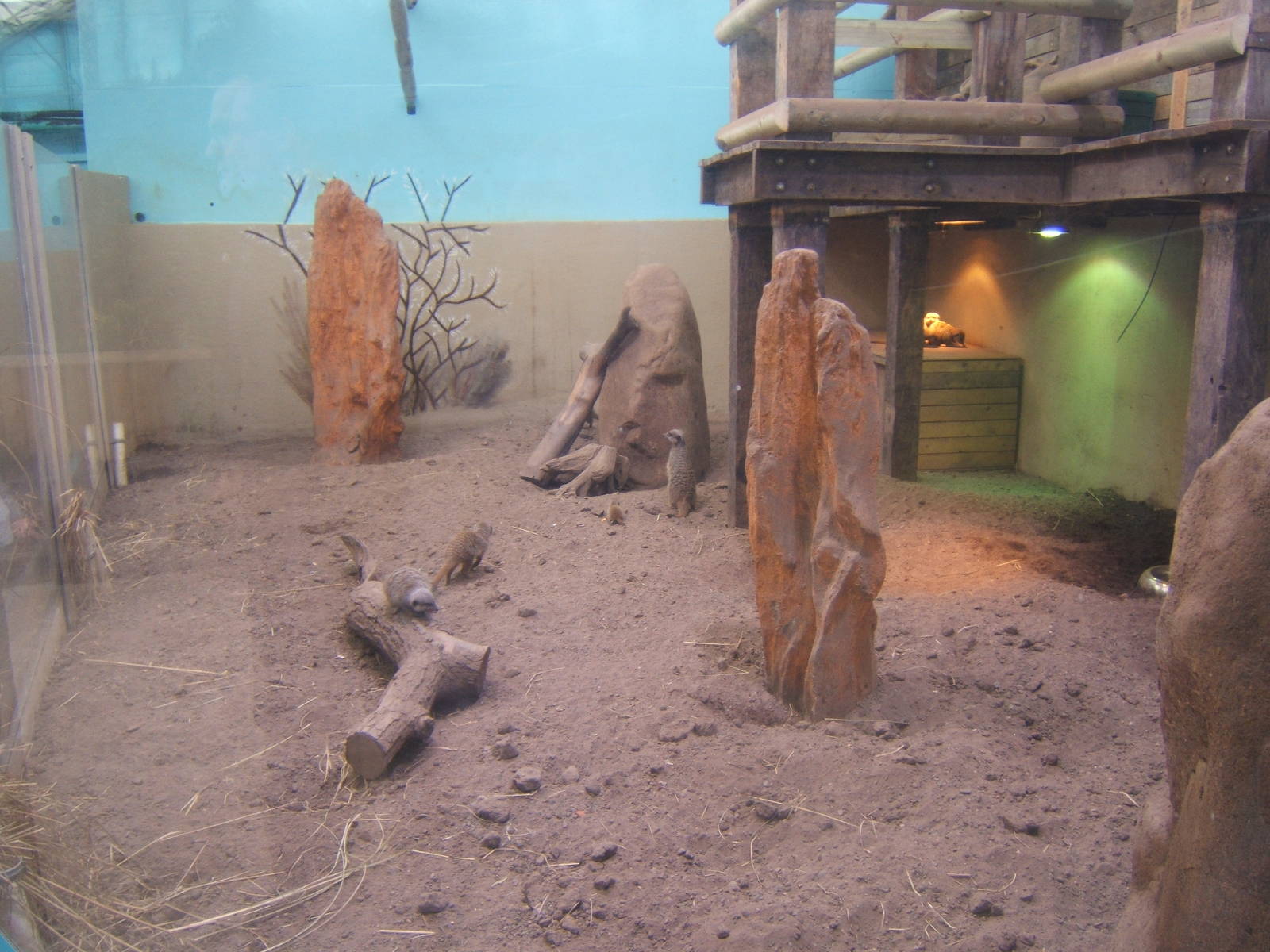 Meerkat enclosure