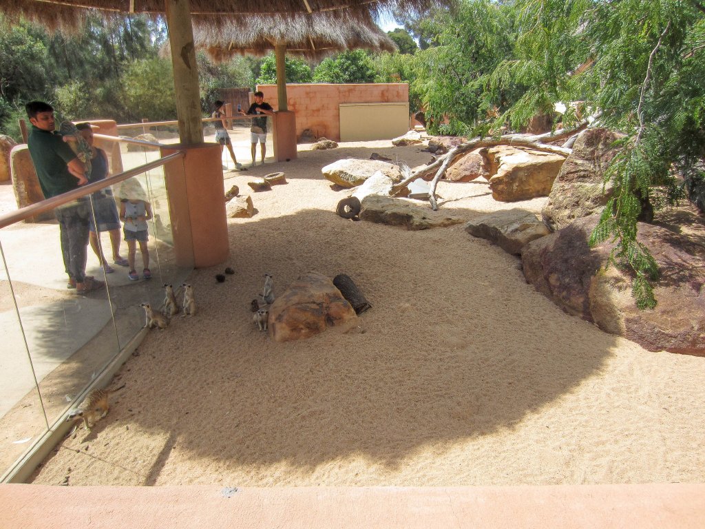 Meerkat enclosure