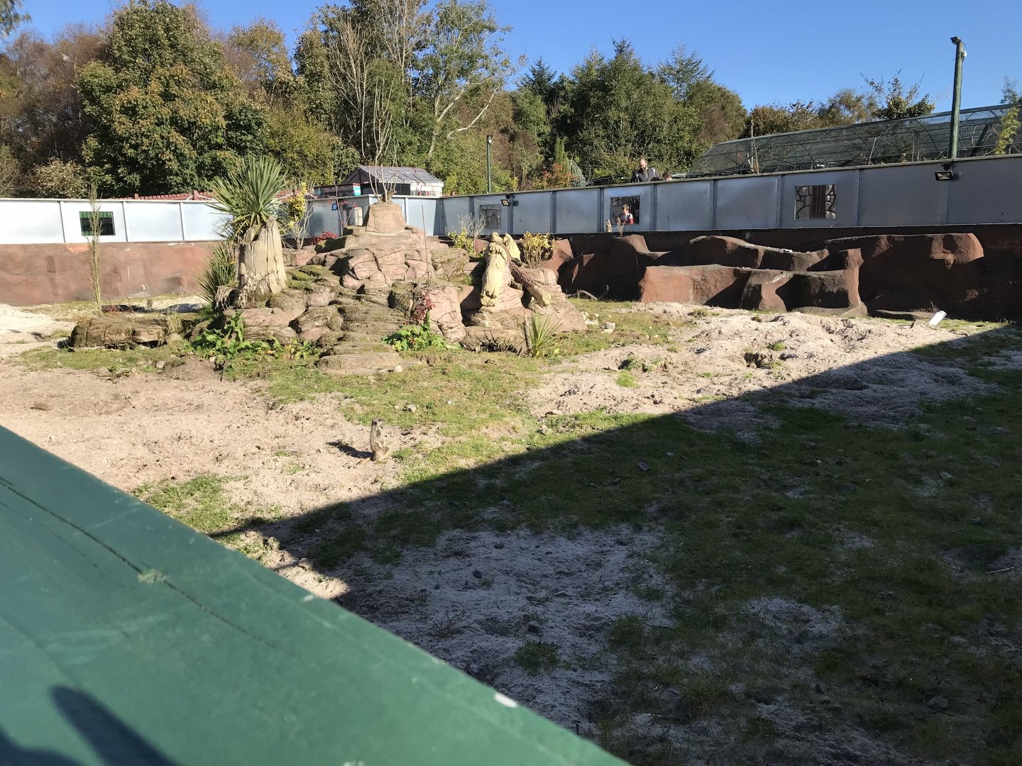Meerkat enclosure