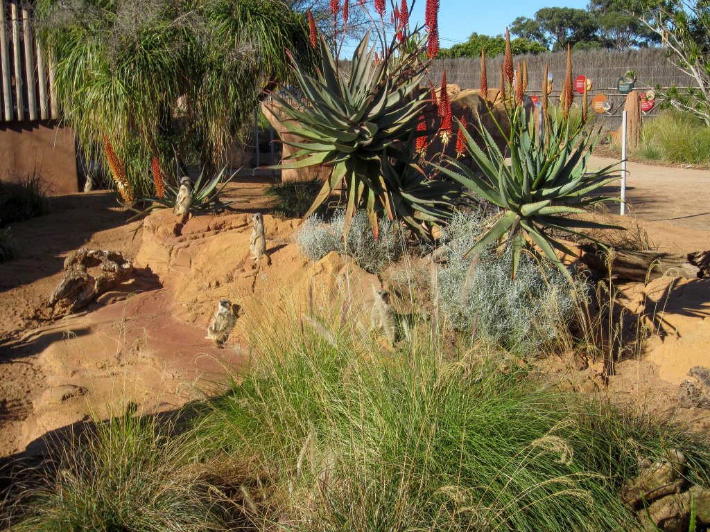 Meerkat enclosure