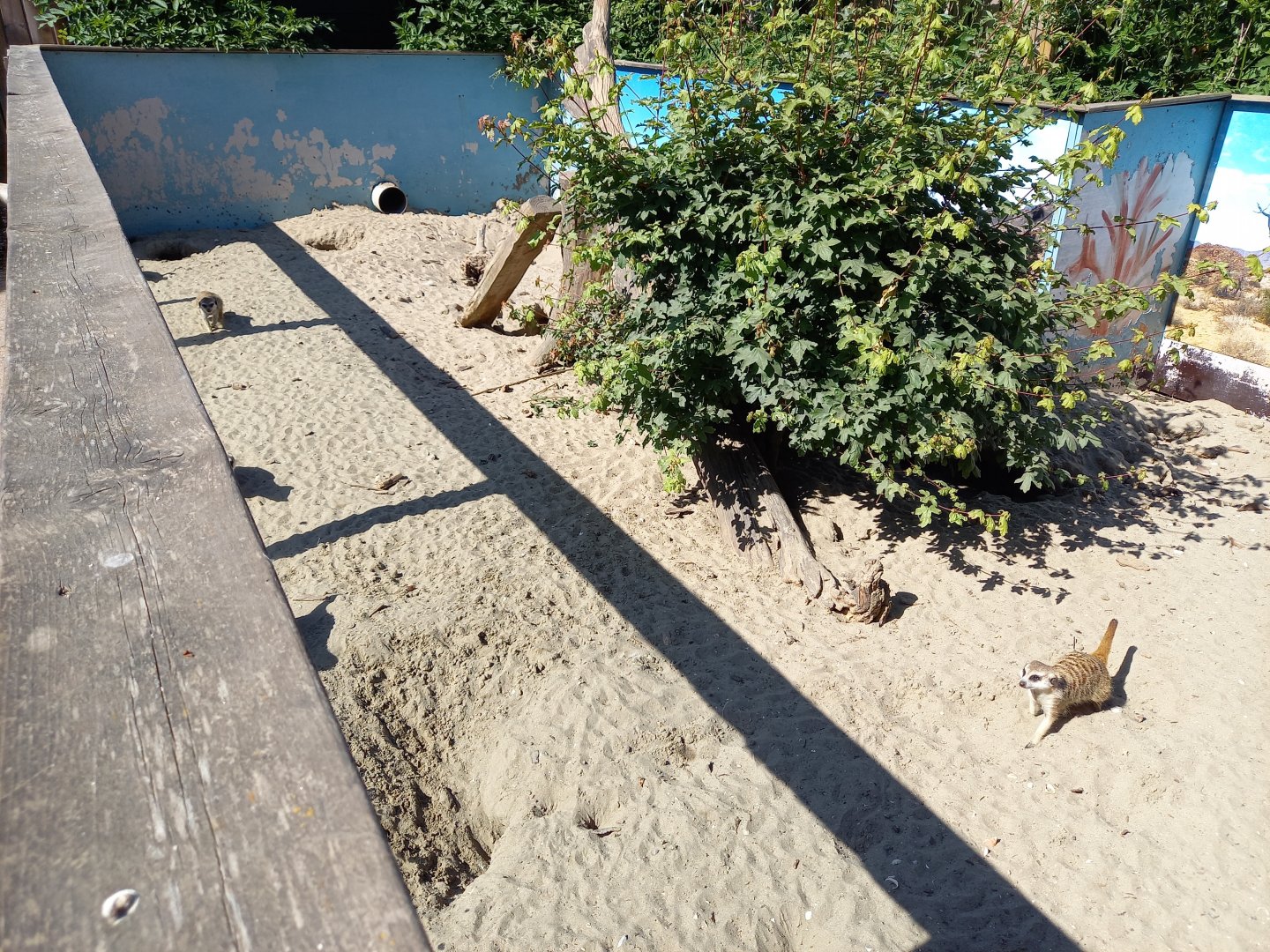 Meerkat-enclosure