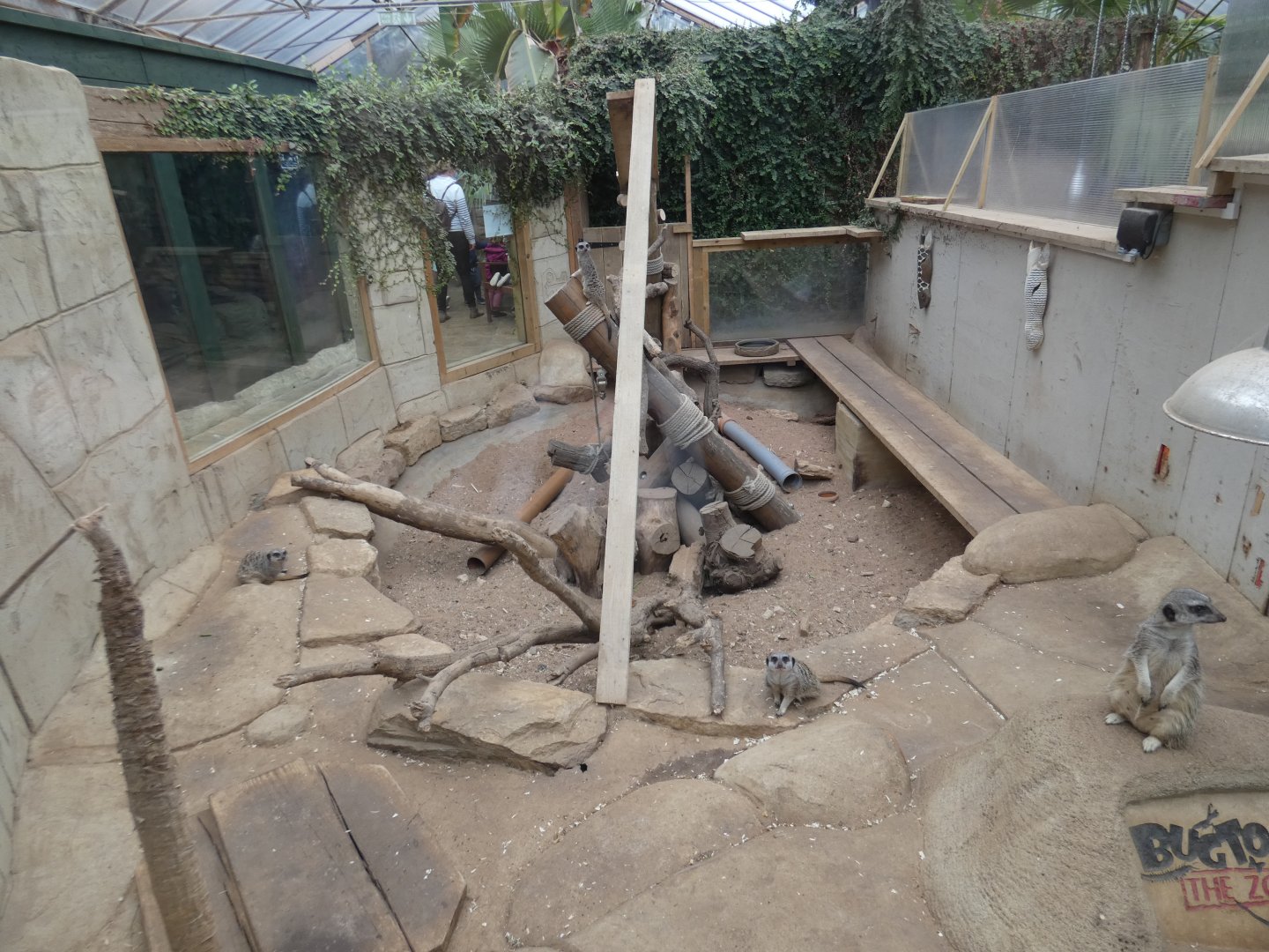 Meerkat enclosure