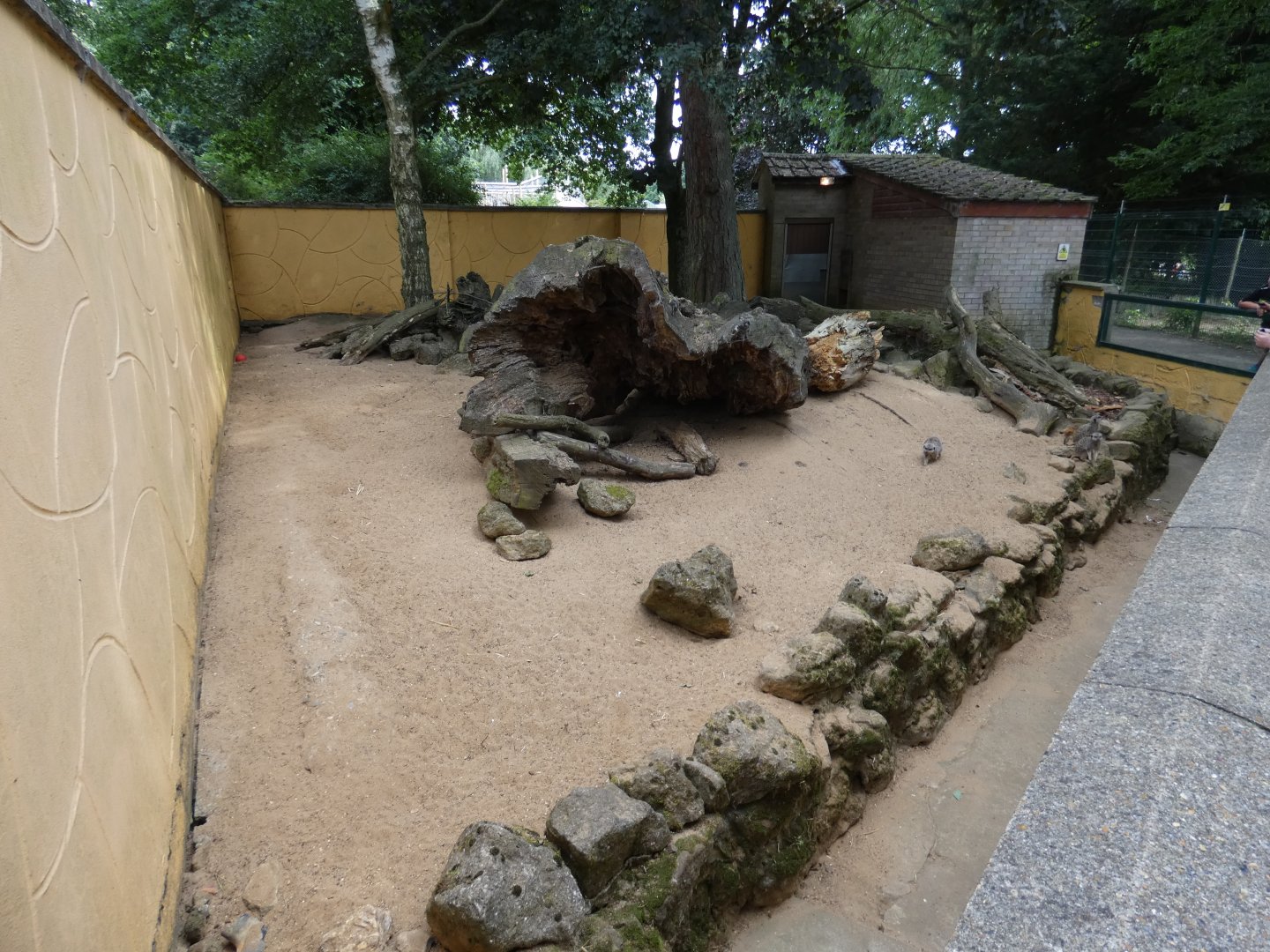 Meerkat enclosure