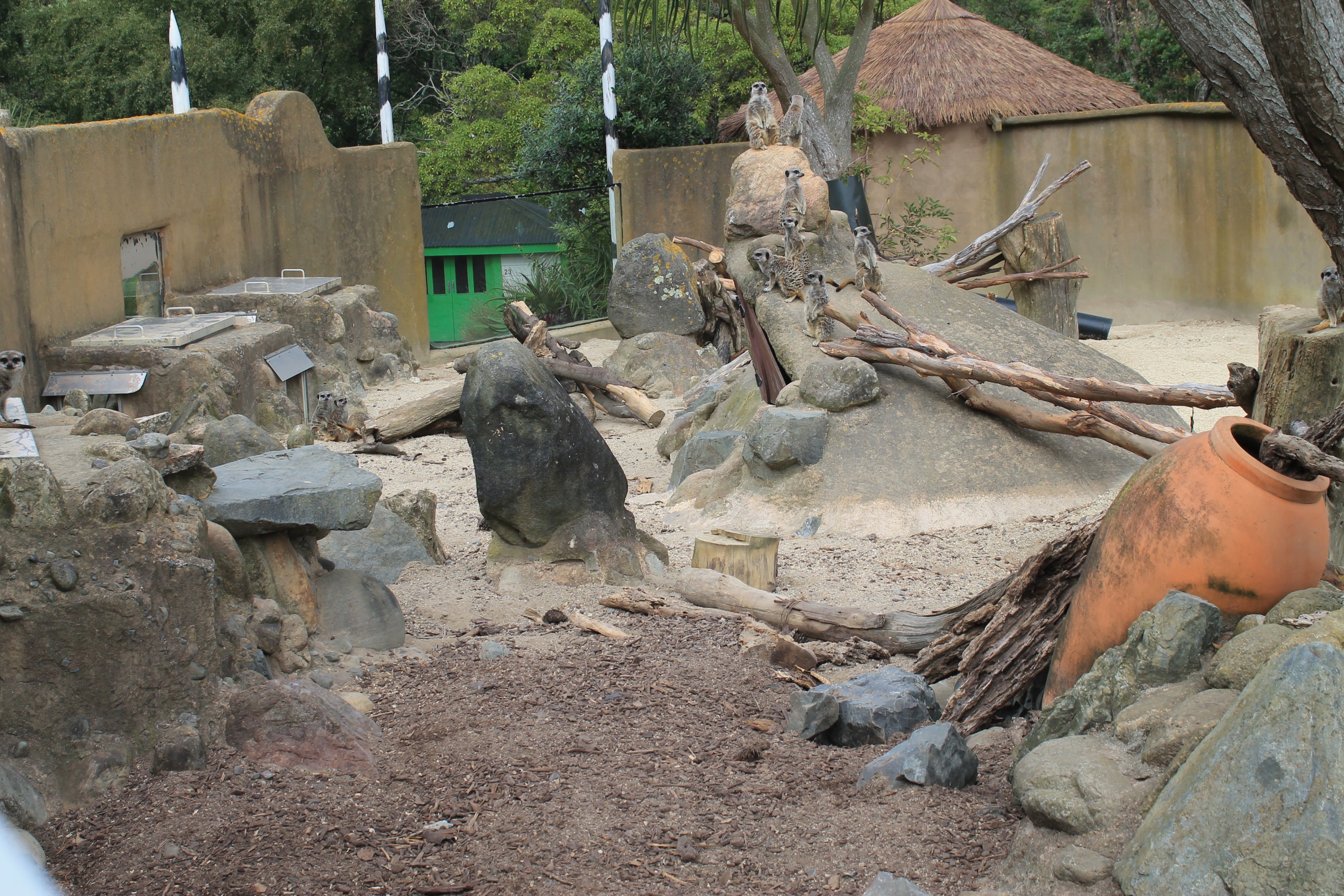 Meerkat enclosure