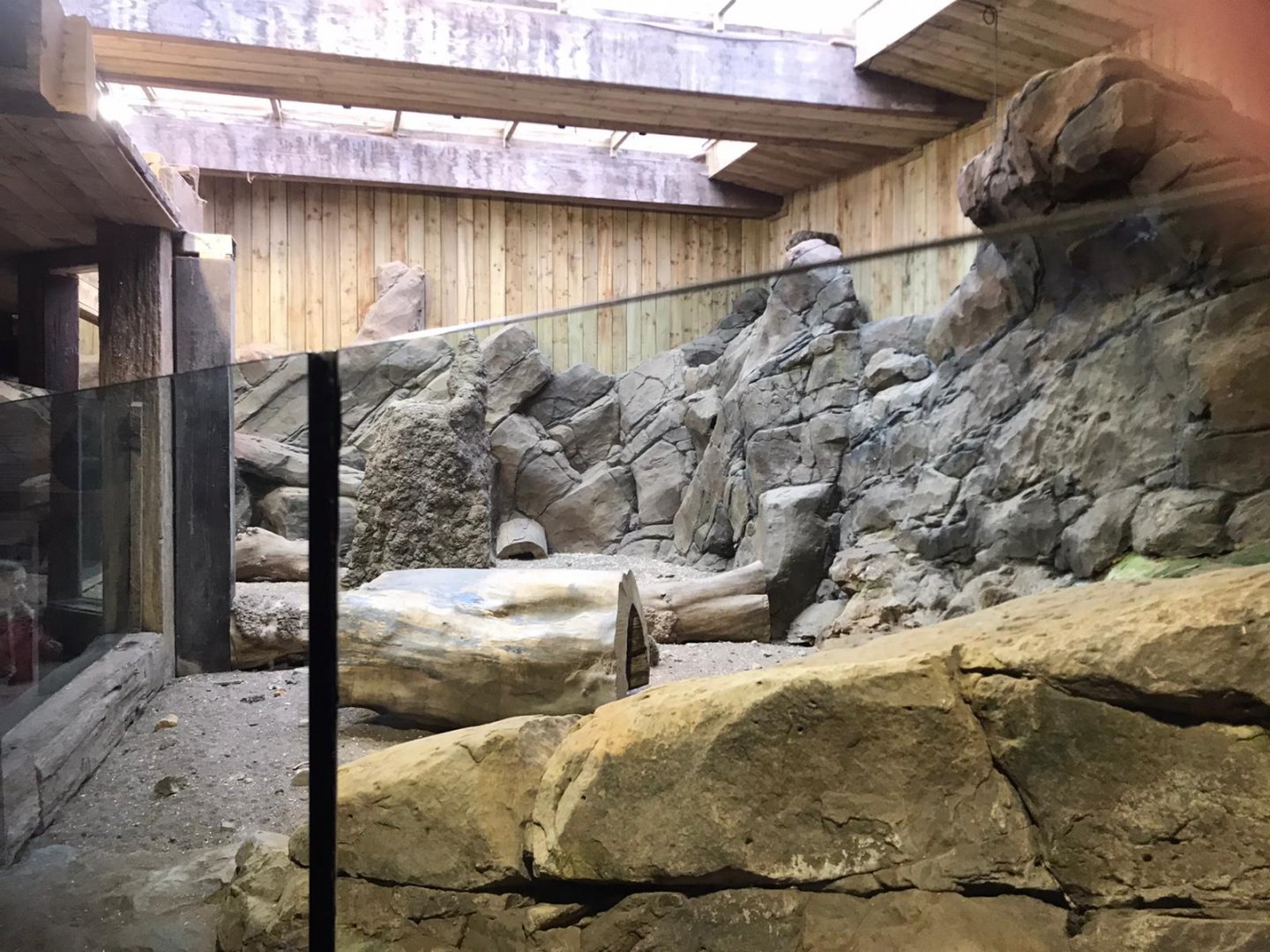 Meerkat enclosure