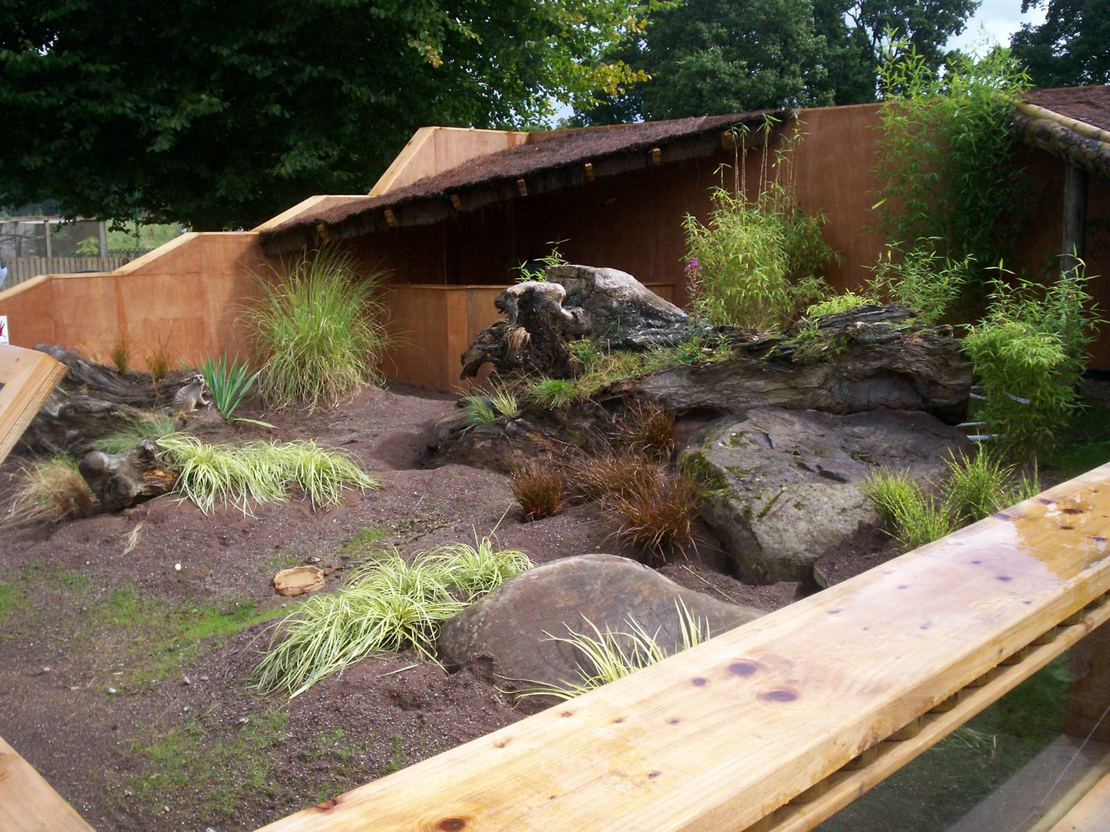 Meerkat enclosure