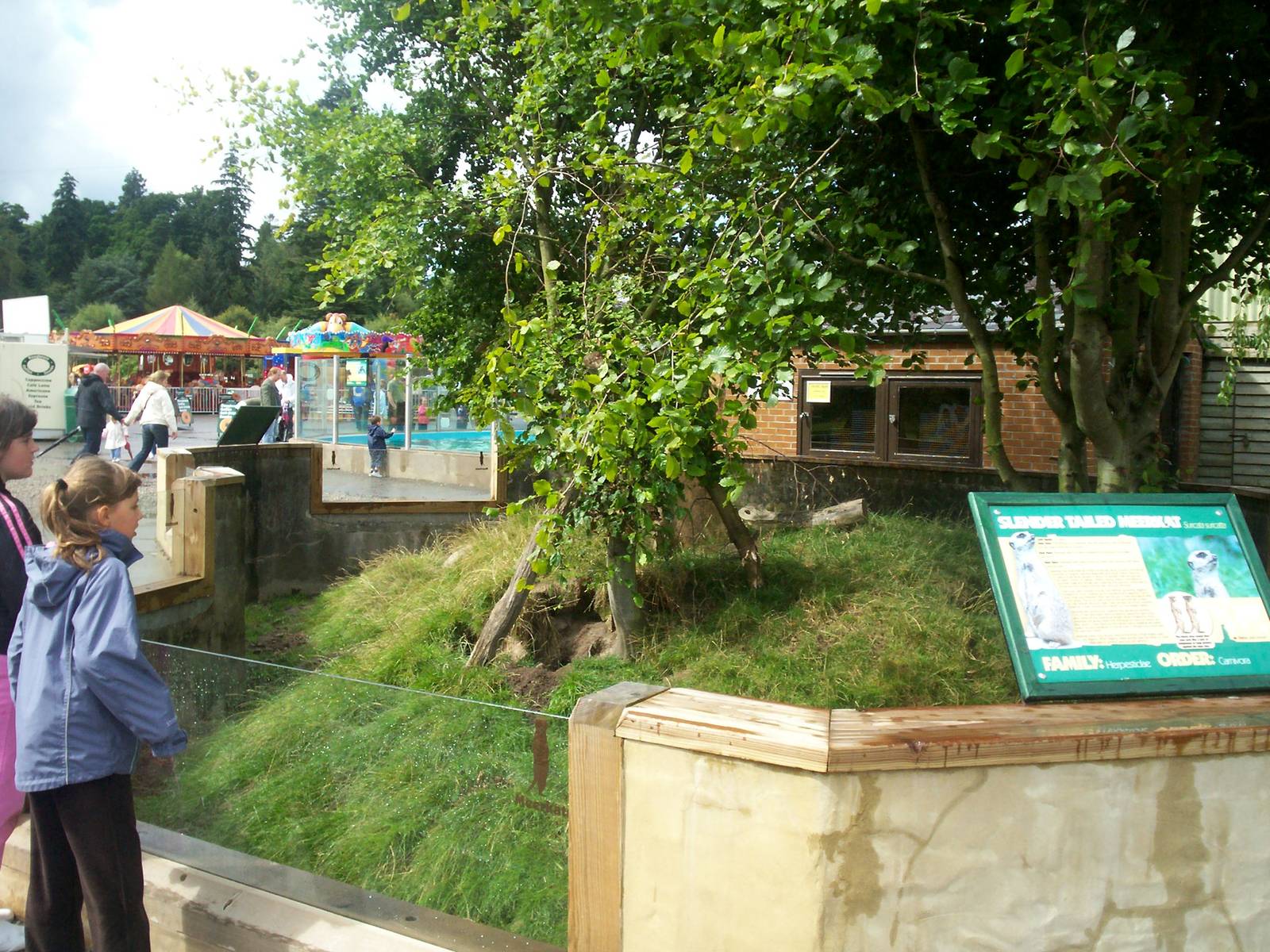 Meerkat enclosure