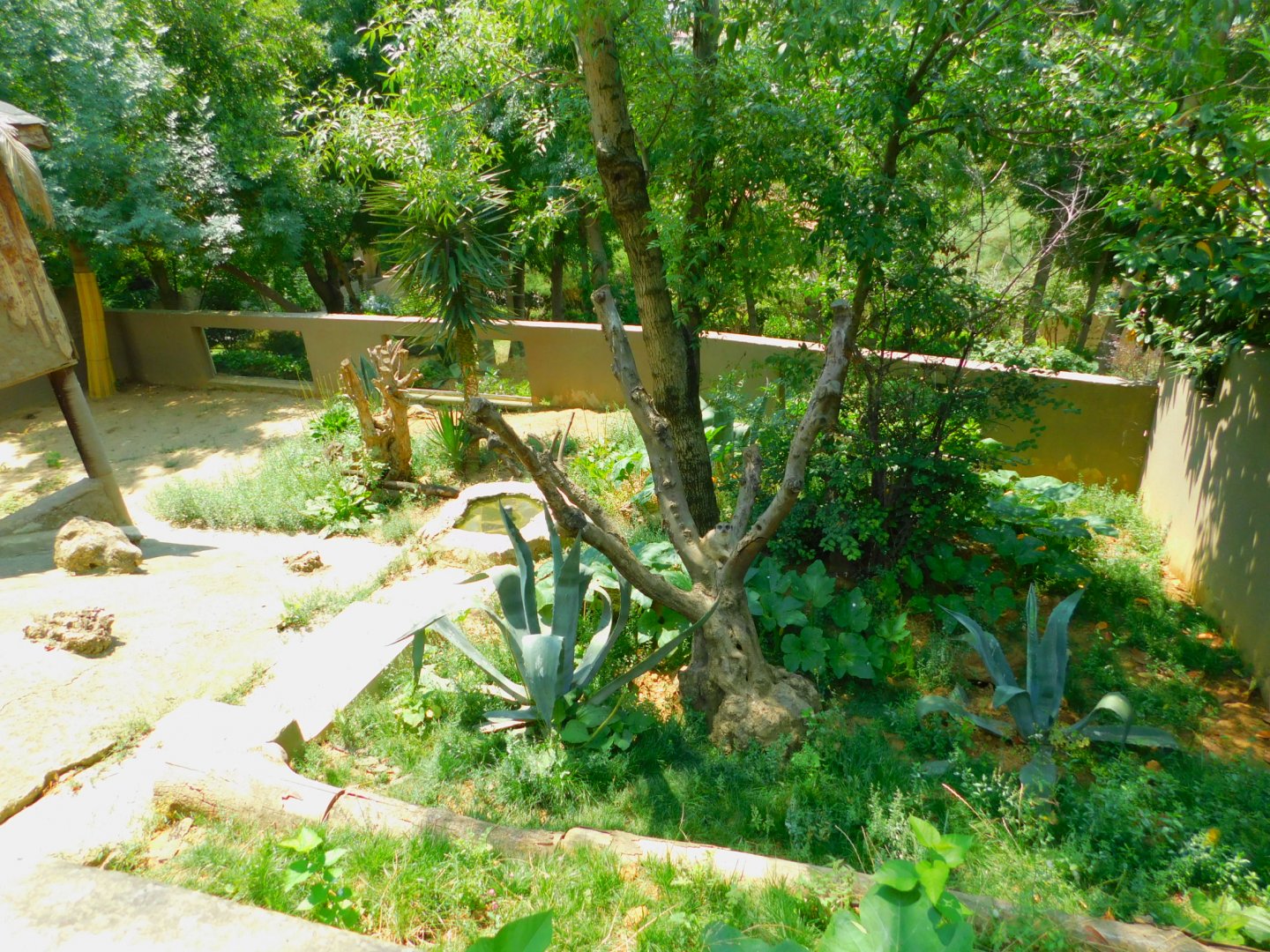 Meerkat enclosure