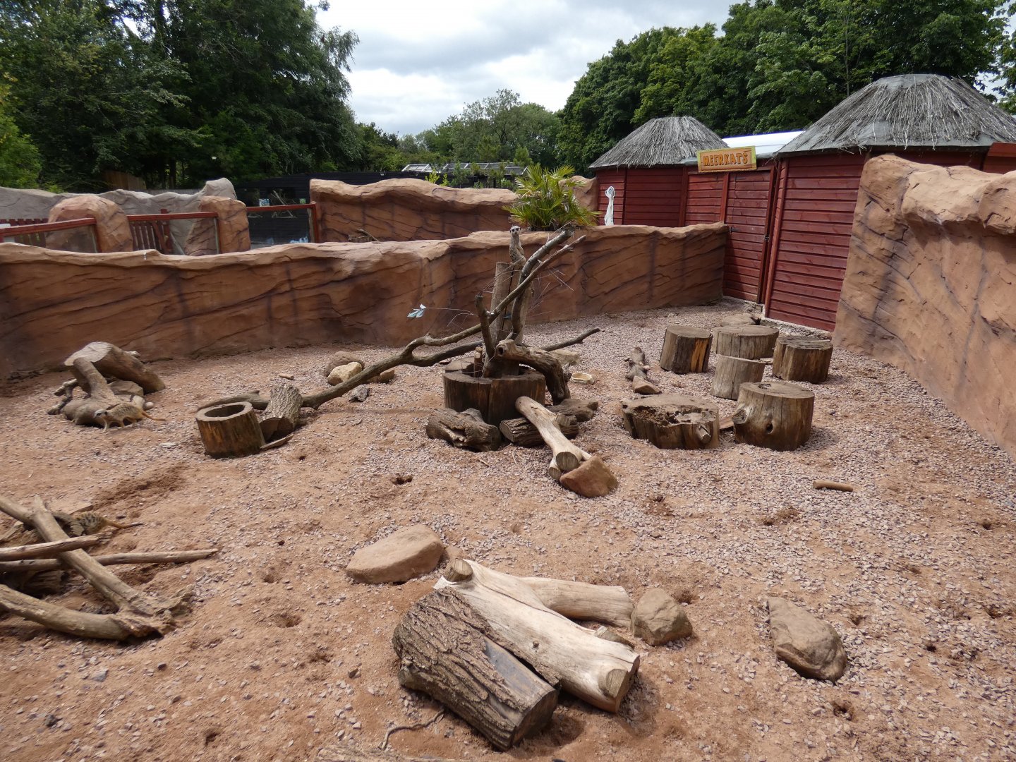 Meerkat enclosure