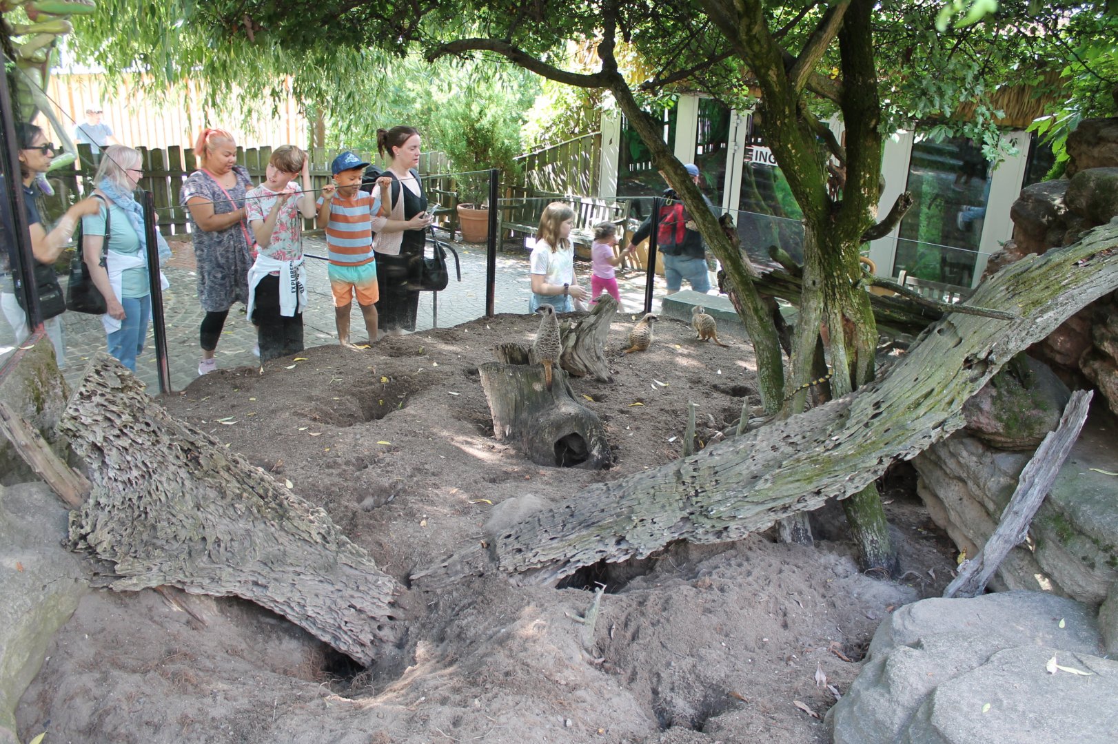Meerkat Enclosure