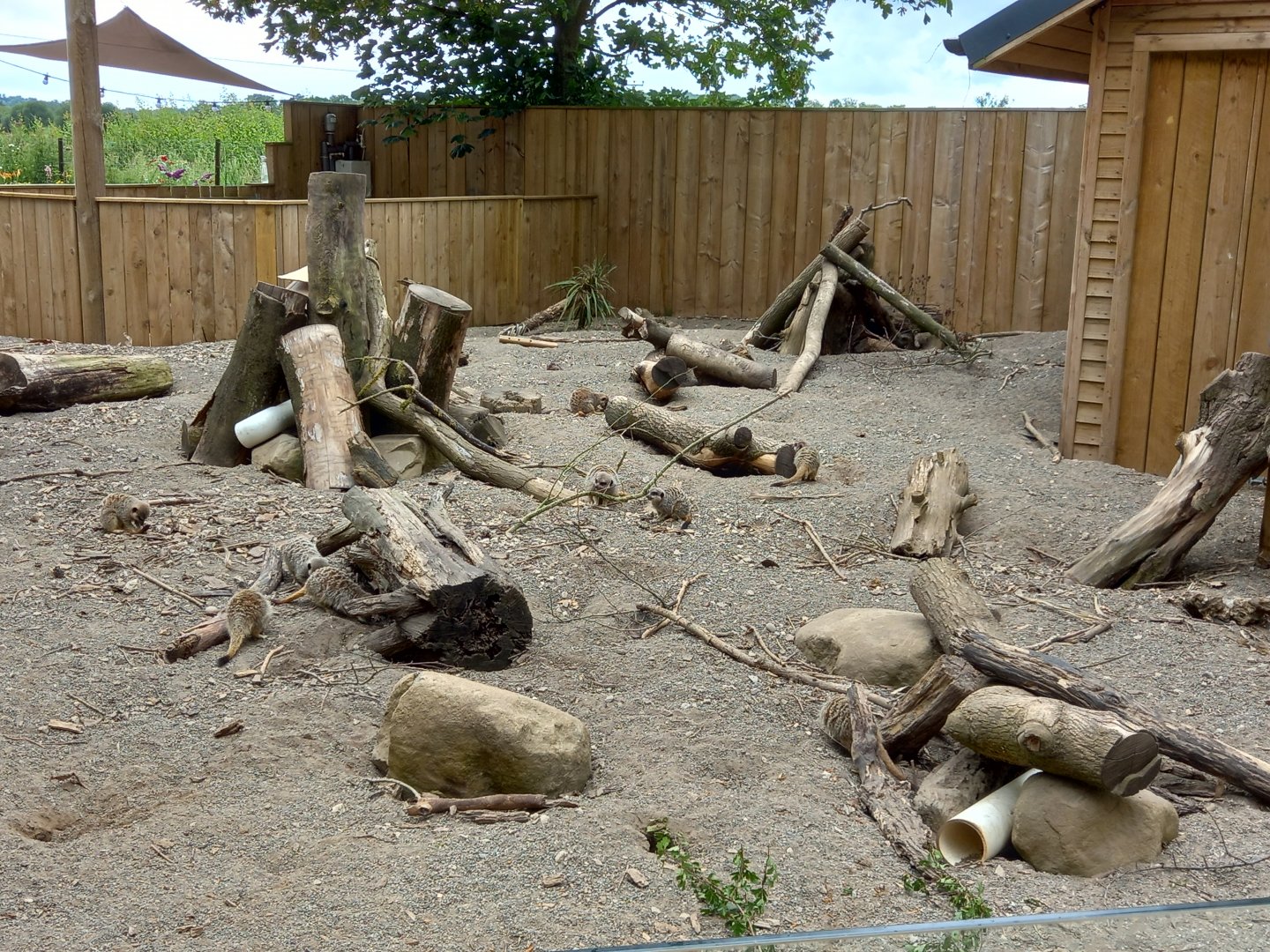 Meerkat enclosure