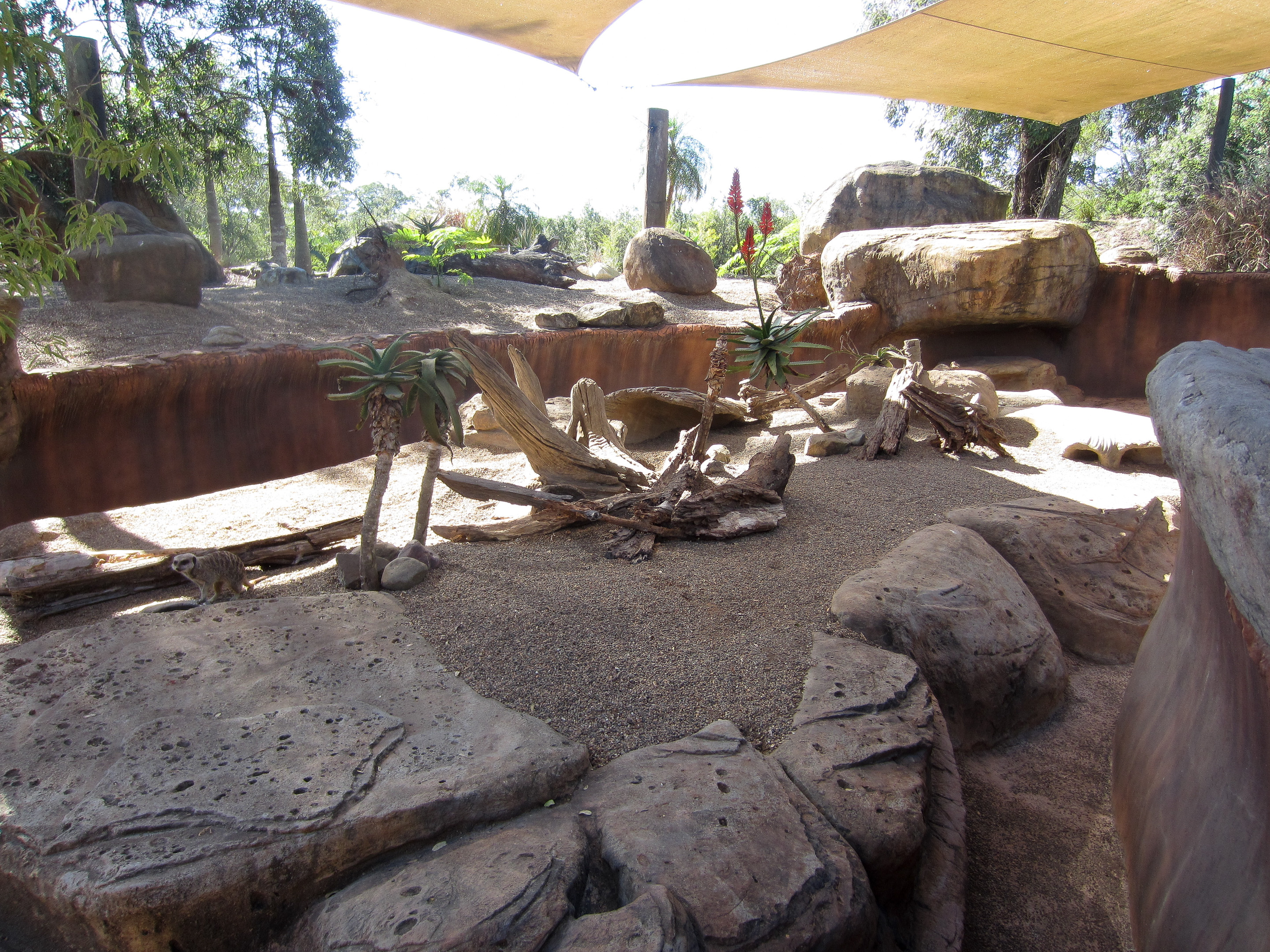 Meerkat enclosure