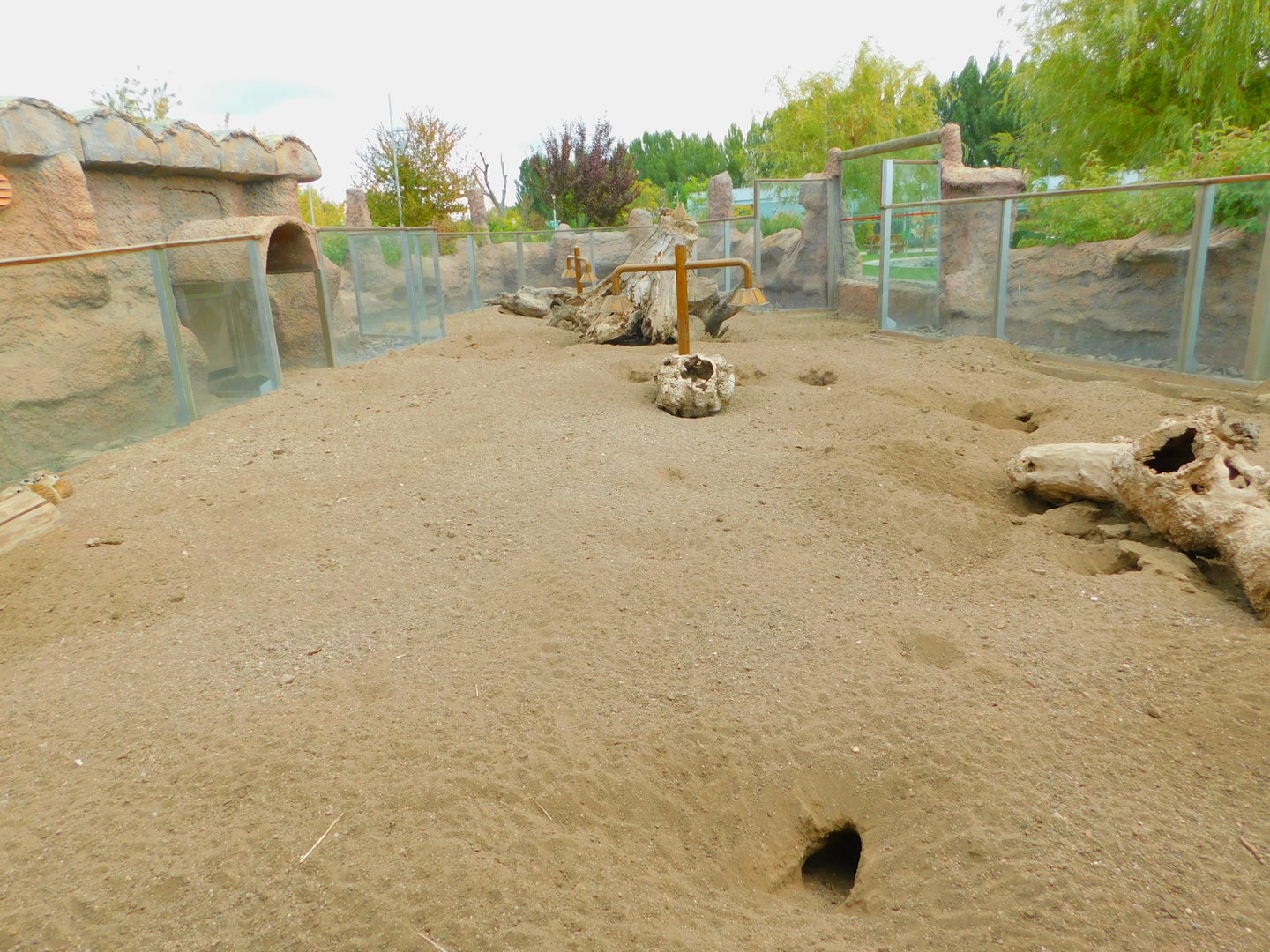 Meerkat Enclosure