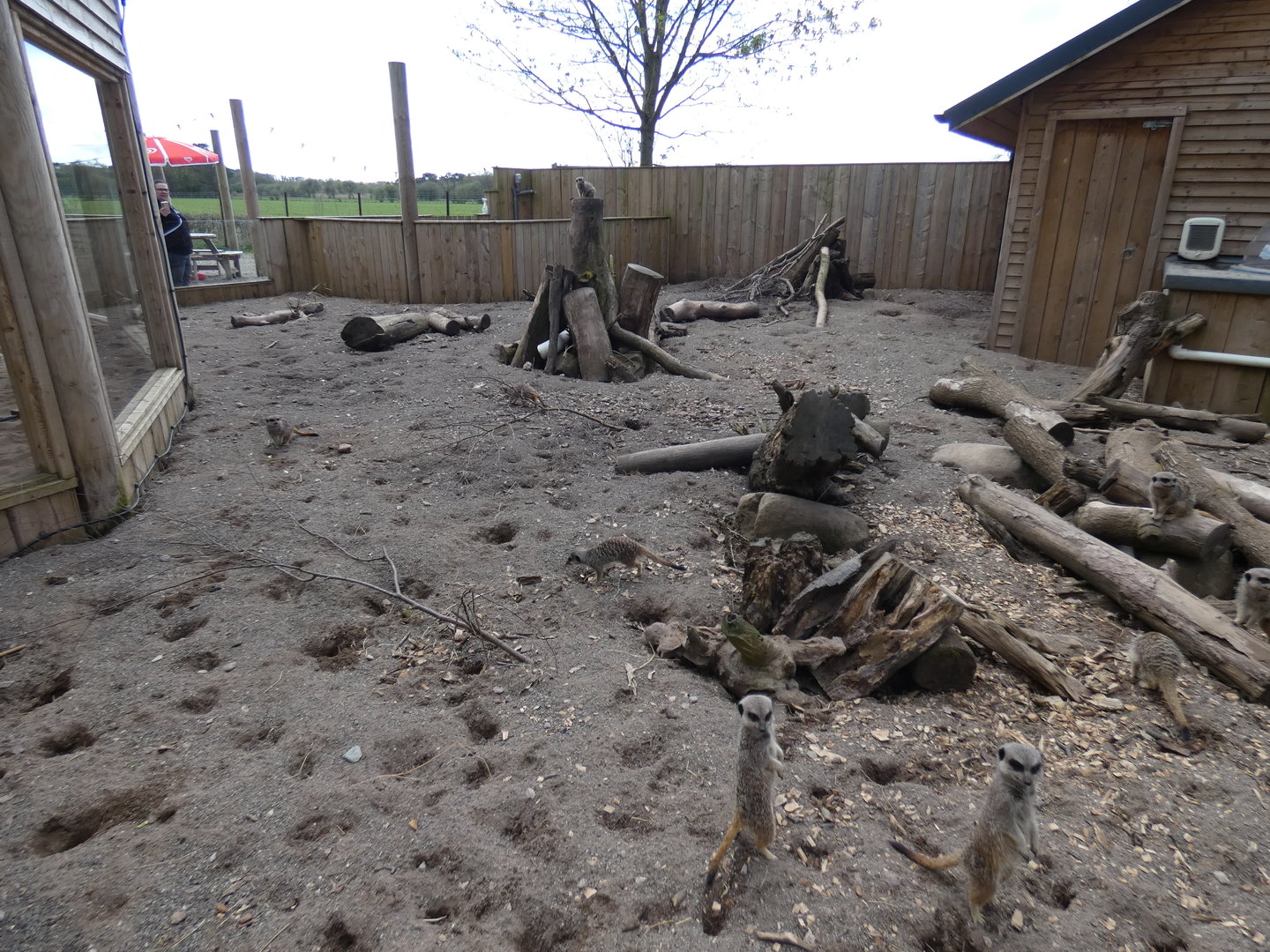 Meerkat enclosure