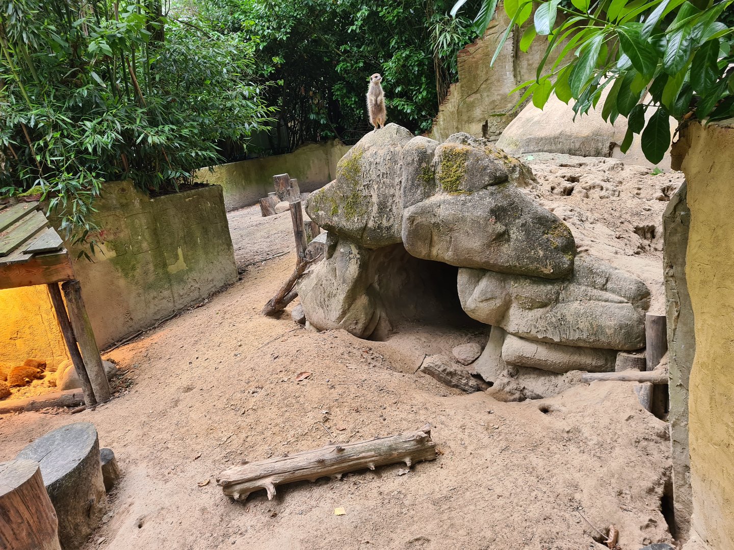 Meerkat enclosure