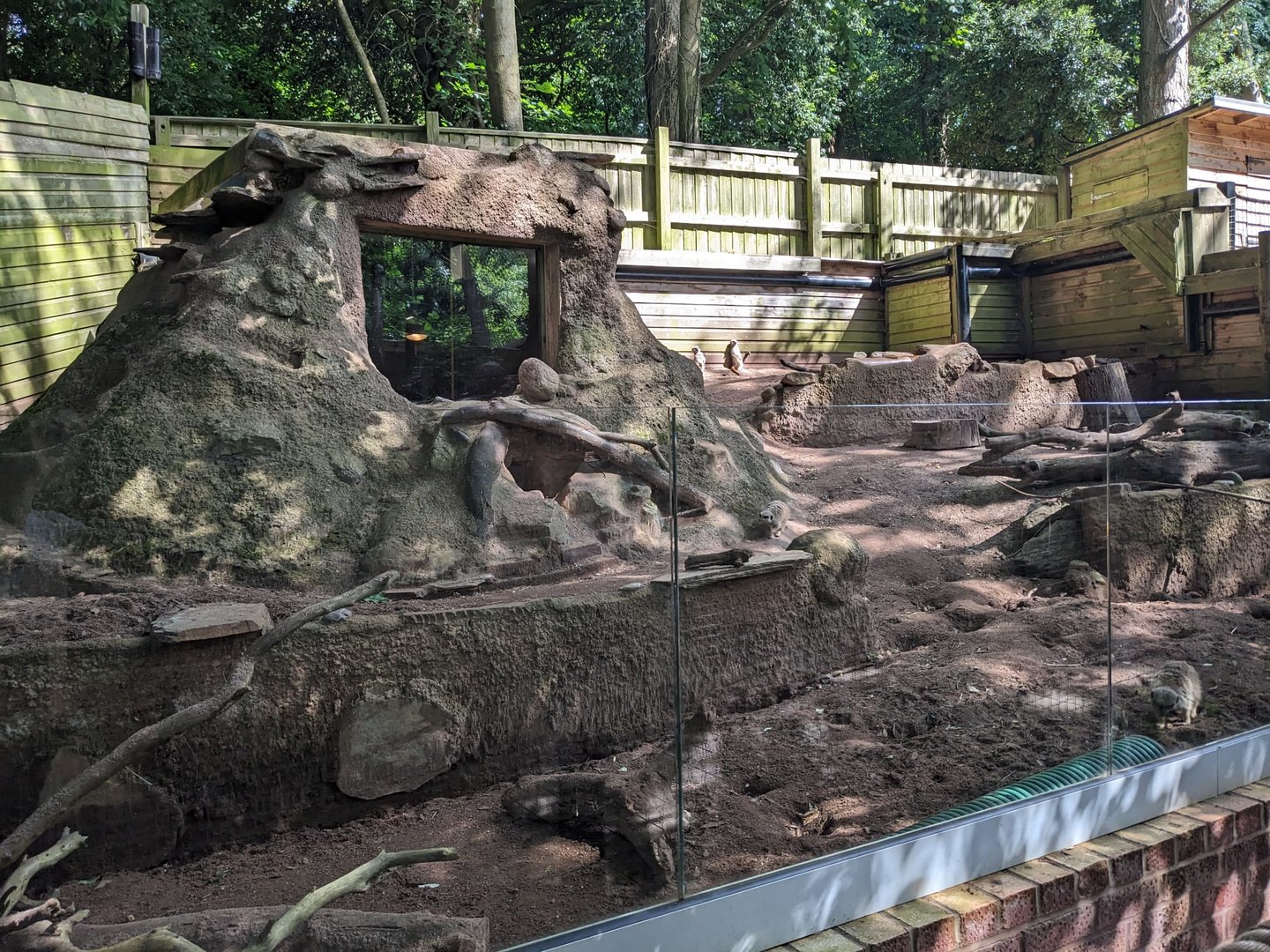 Meerkat enclosure