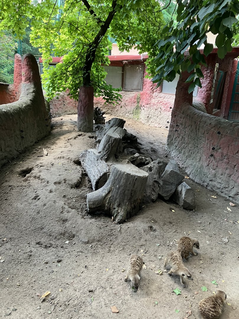 Meerkat enclosure