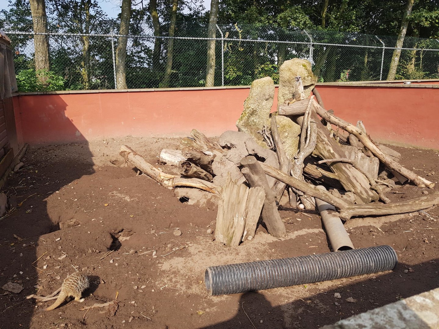 Meerkat Enclosure