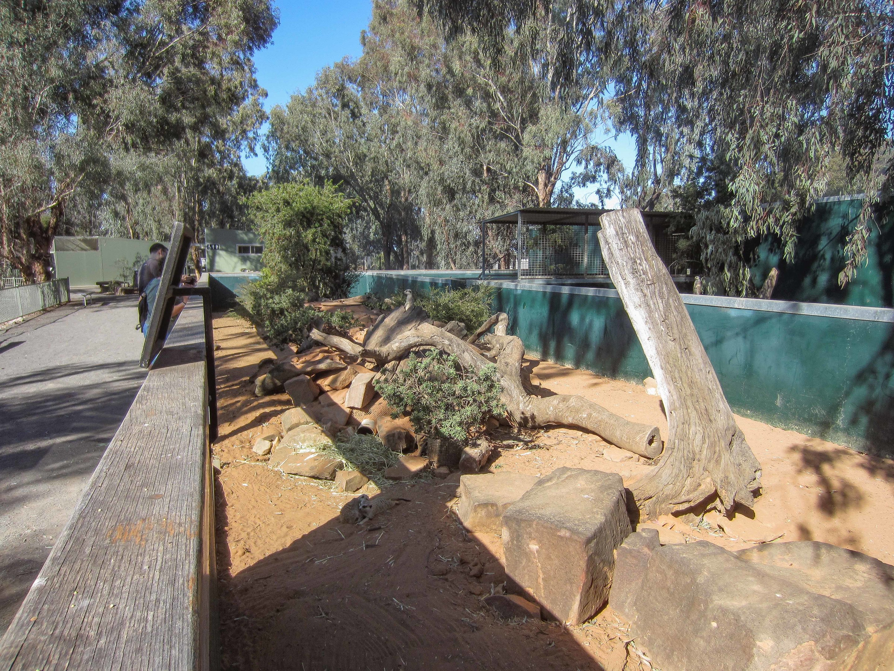 Meerkat enclosure