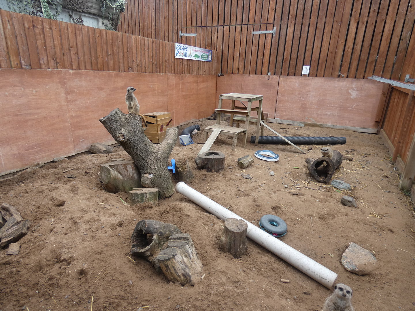 Meerkat enclosure