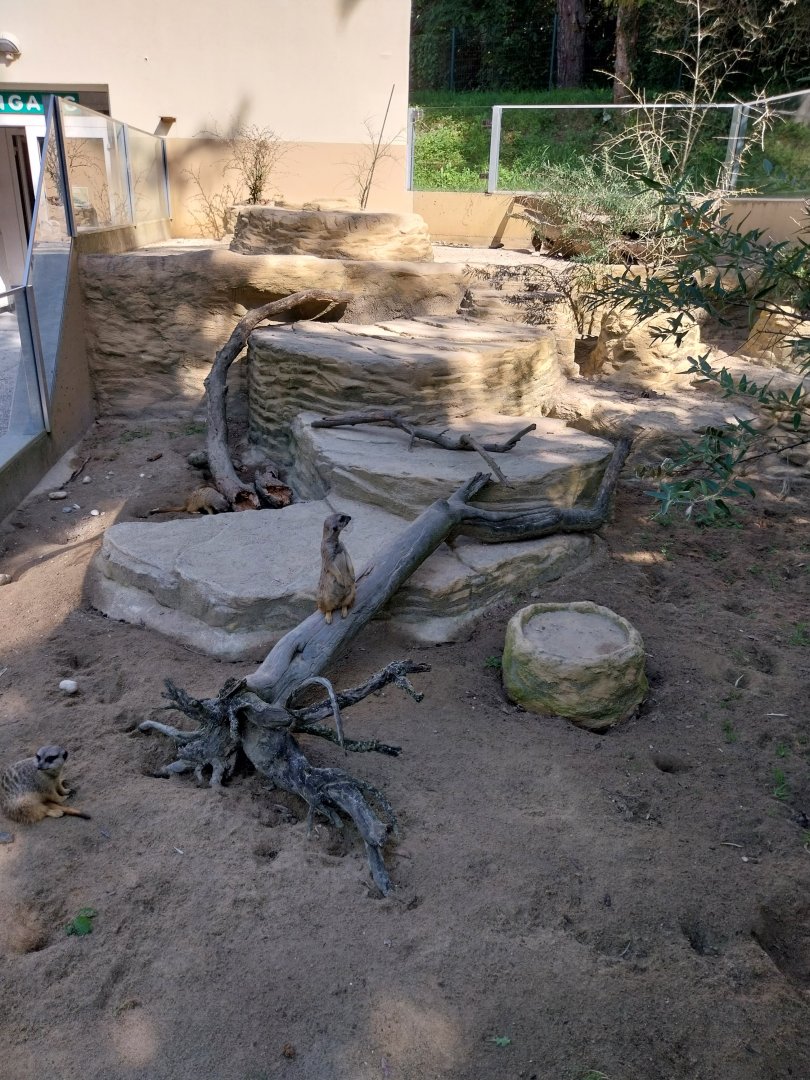 Meerkat enclosure