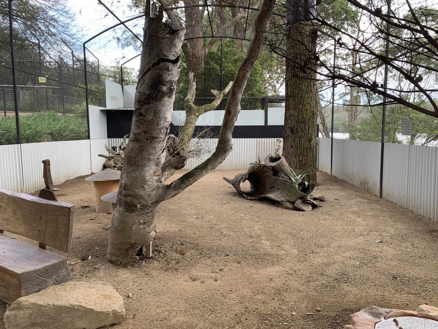 Meerkat Enclosure
