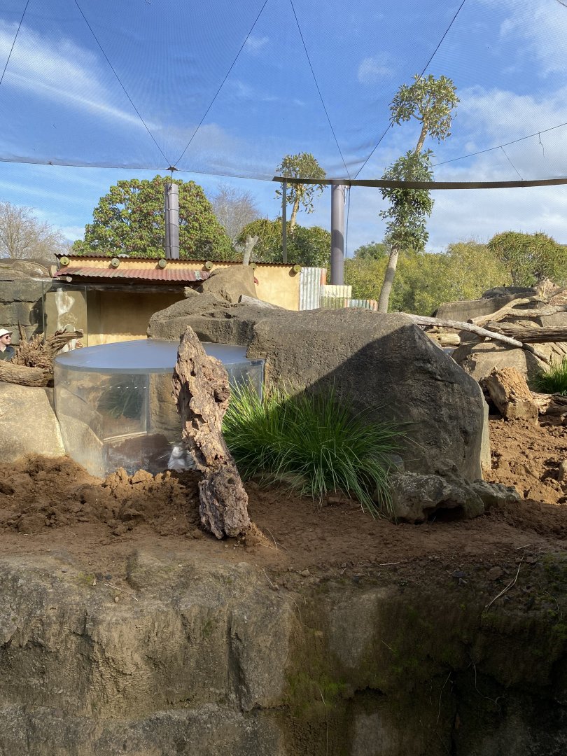 Meerkat enclosure