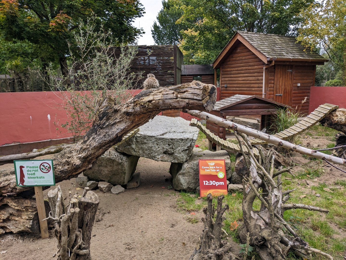 Meerkat Enclosure