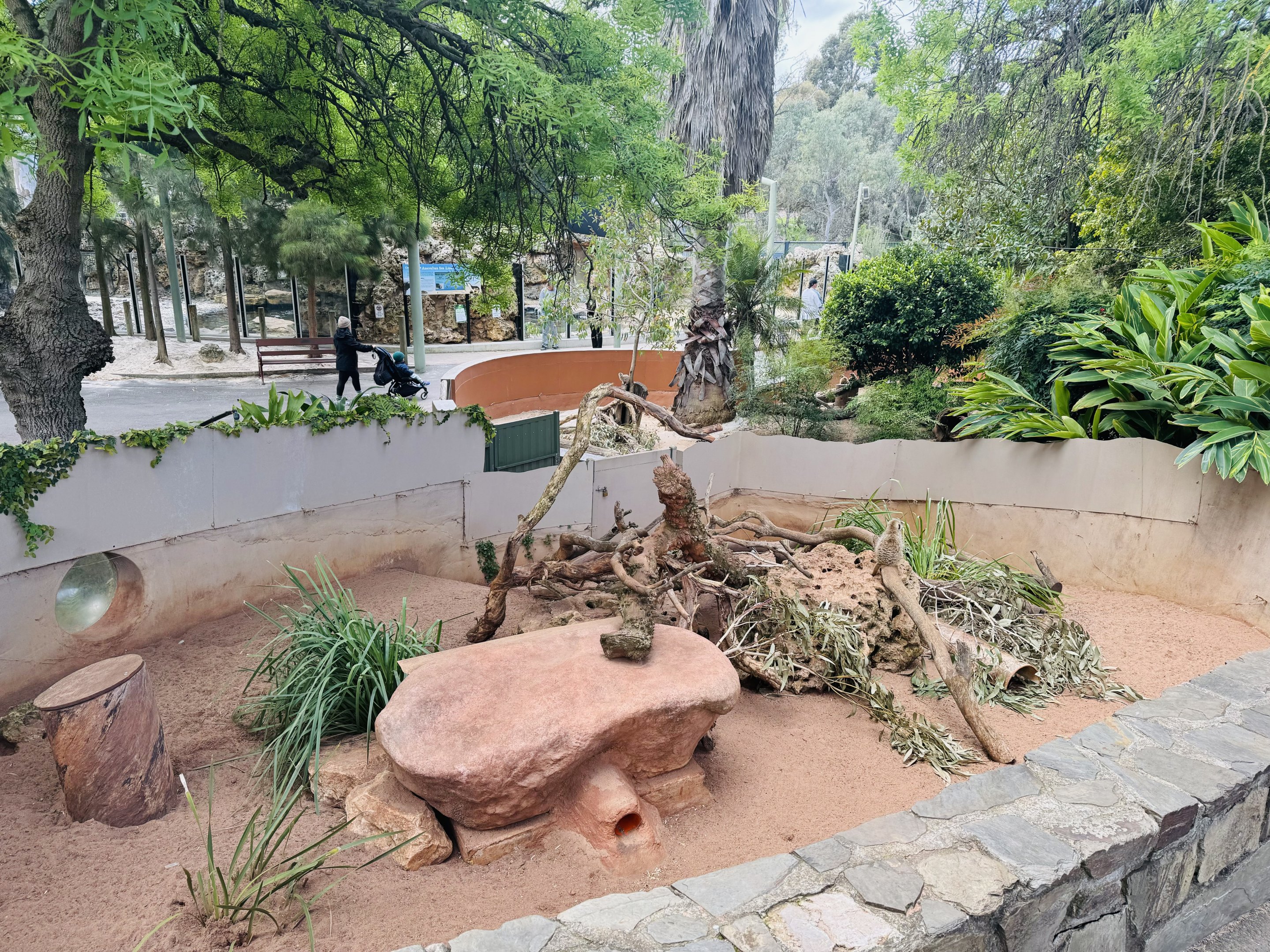 Meerkat enclosure