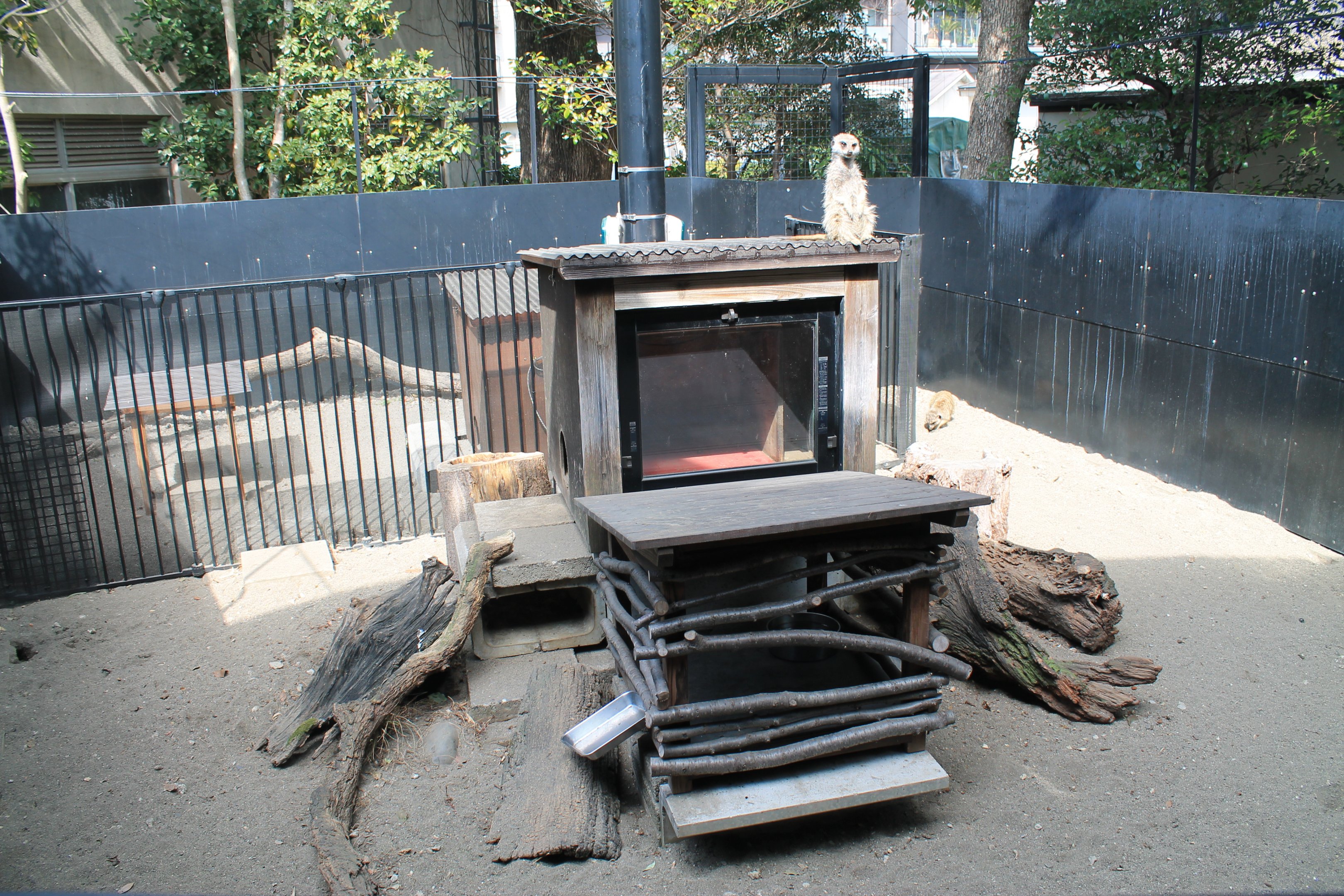 Meerkat enclosure