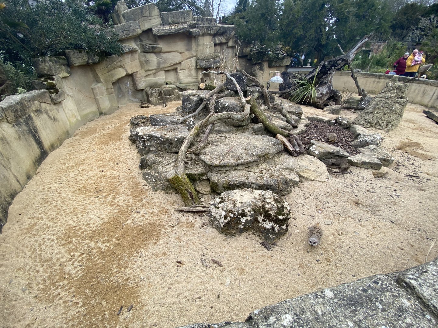 Meerkat enclosure