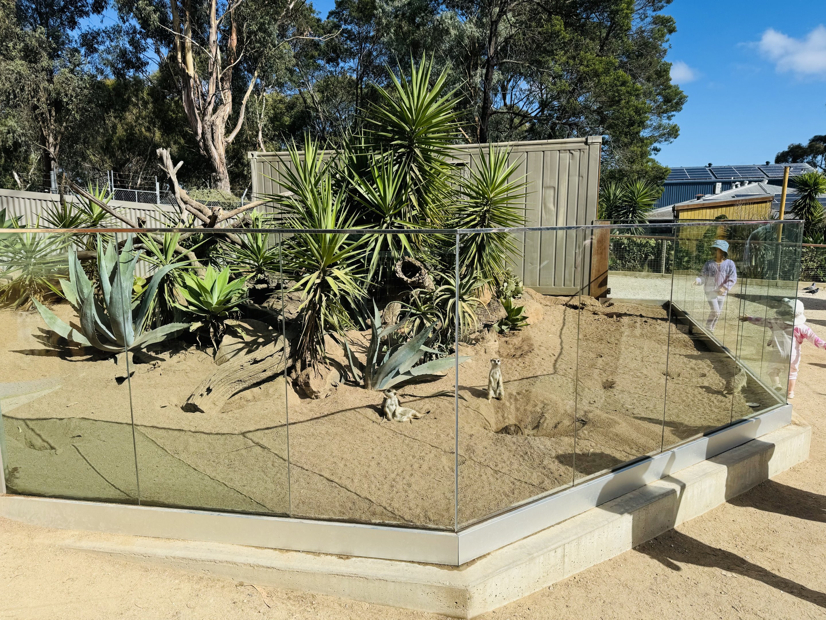 Meerkat enclosure