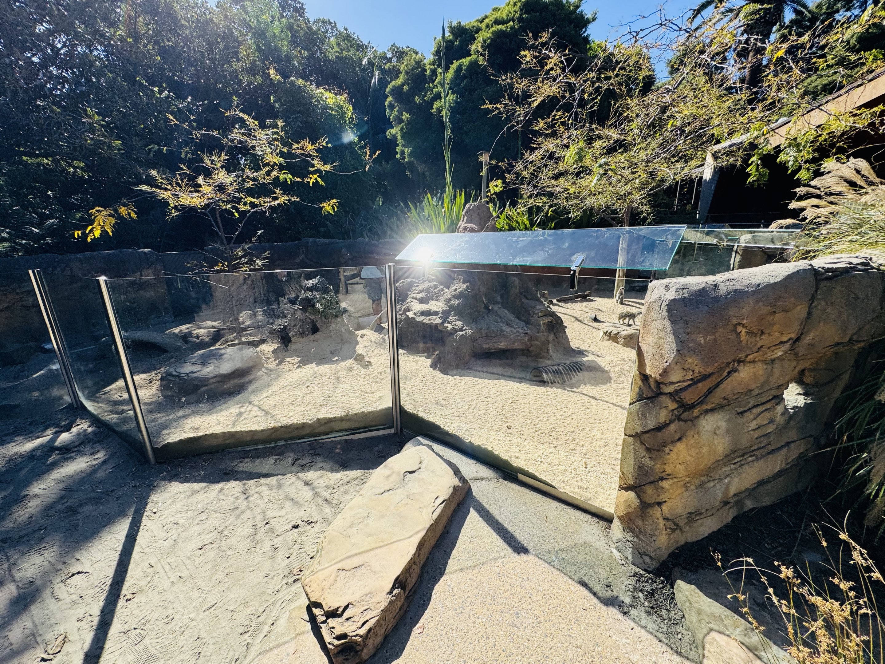 Meerkat enclosure
