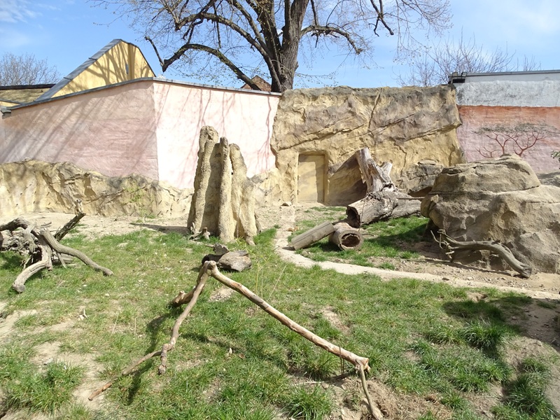 Meerkat enclosure