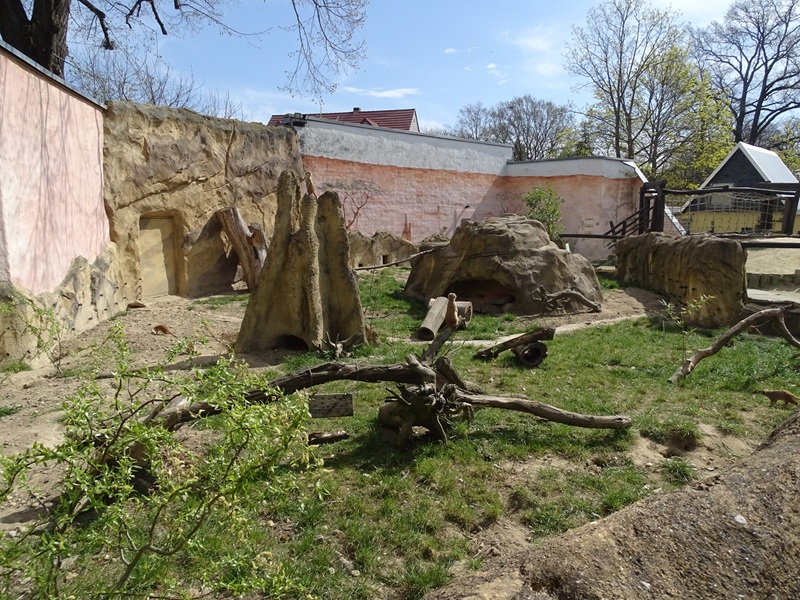 Meerkat enclosure