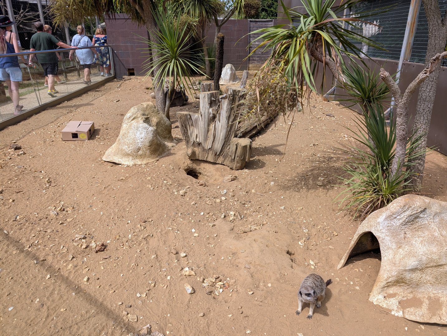 Meerkat Enclosure