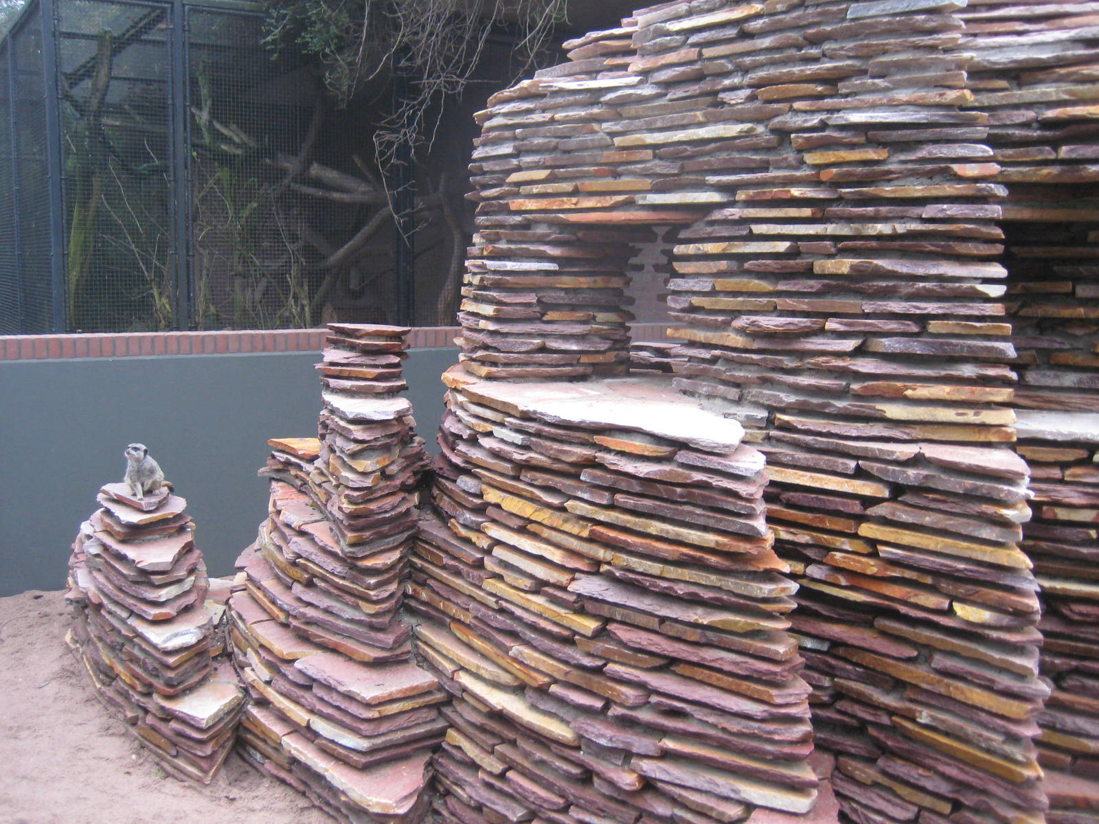 Meerkat enclosure