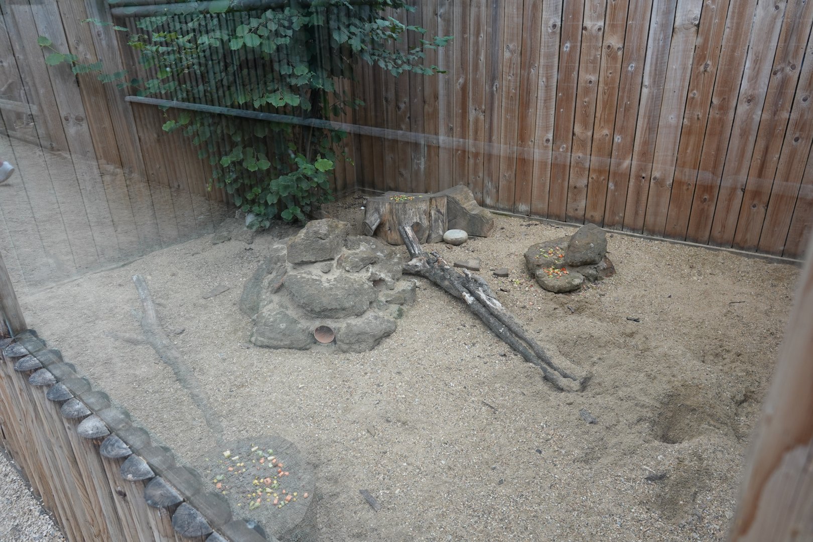 Meerkat enclosure