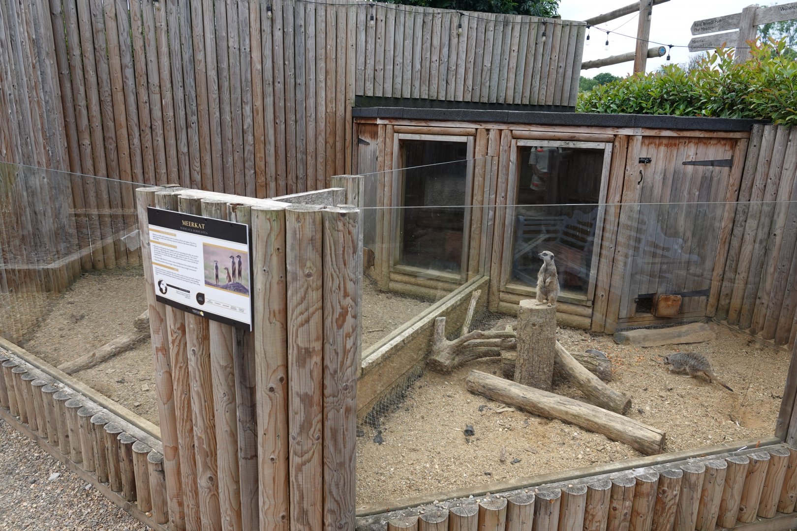Meerkat enclosure