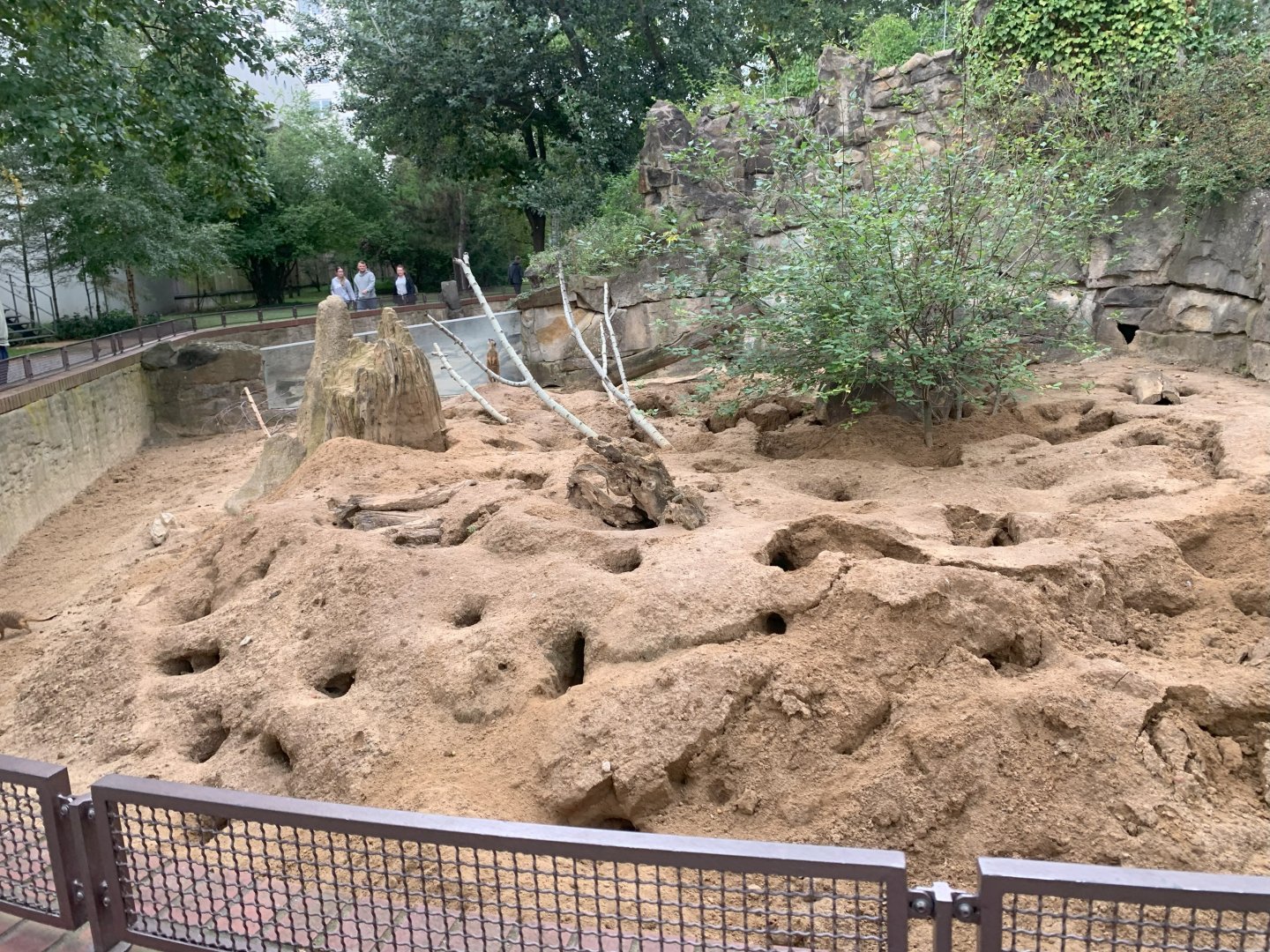 Meerkat enclosure