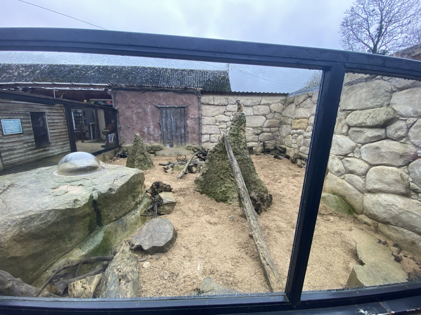 Meerkat enclosure