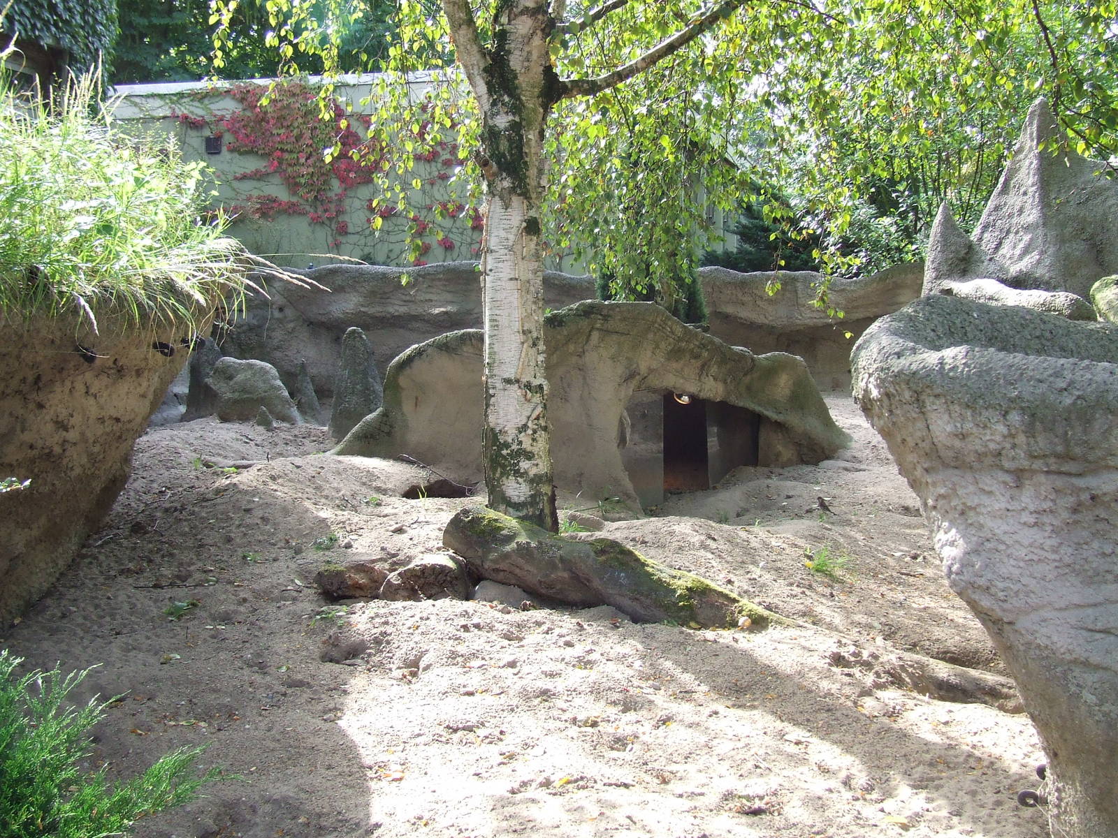 Meerkat enclosure