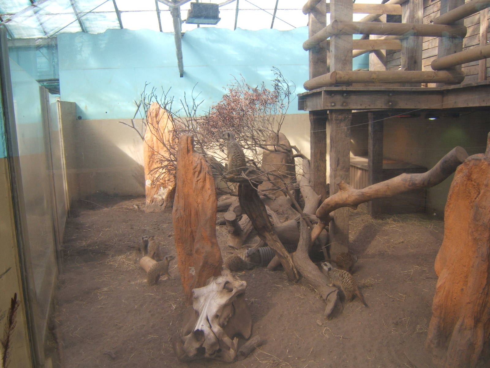 Meerkat enclosure