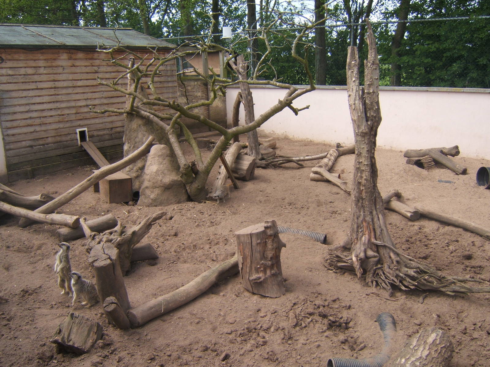 Meerkat enclosure