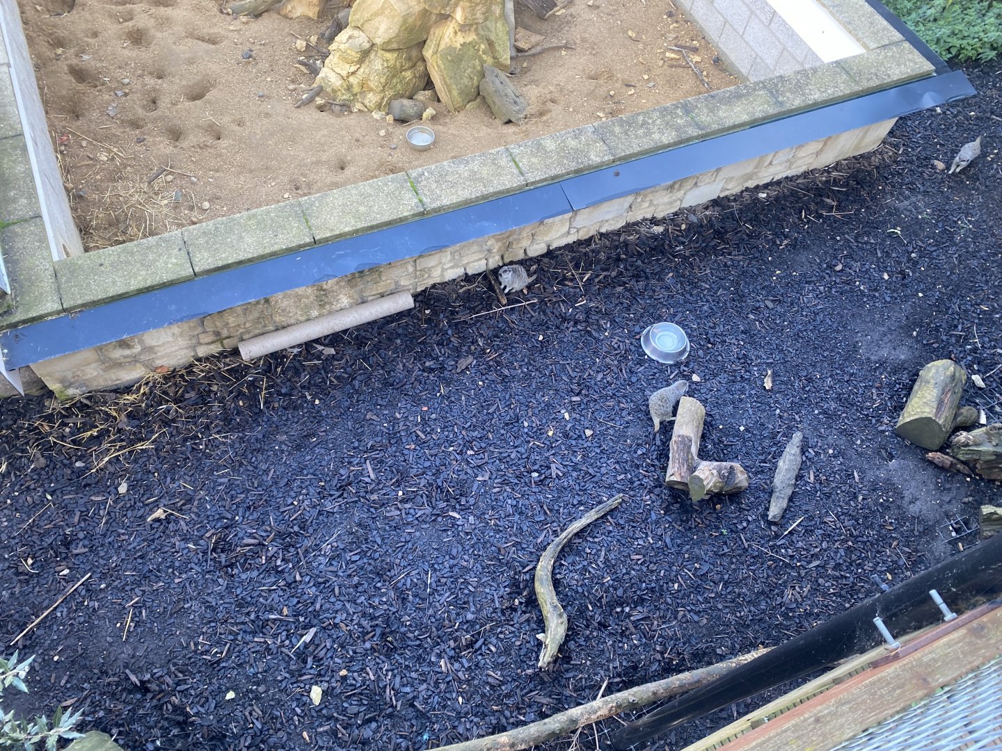 Meerkat enclosures from above 021125
