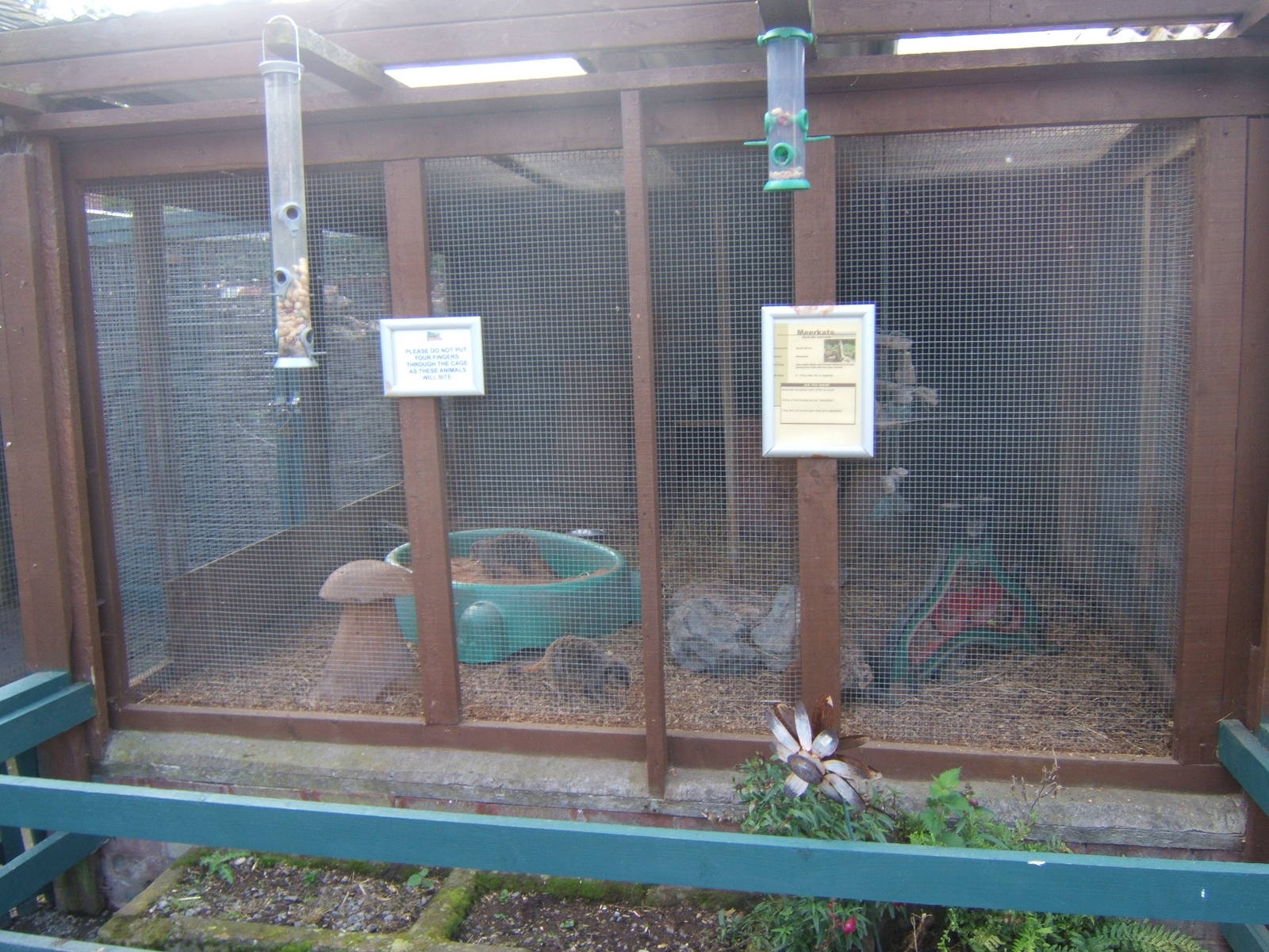 Meerkat encloure in court yard