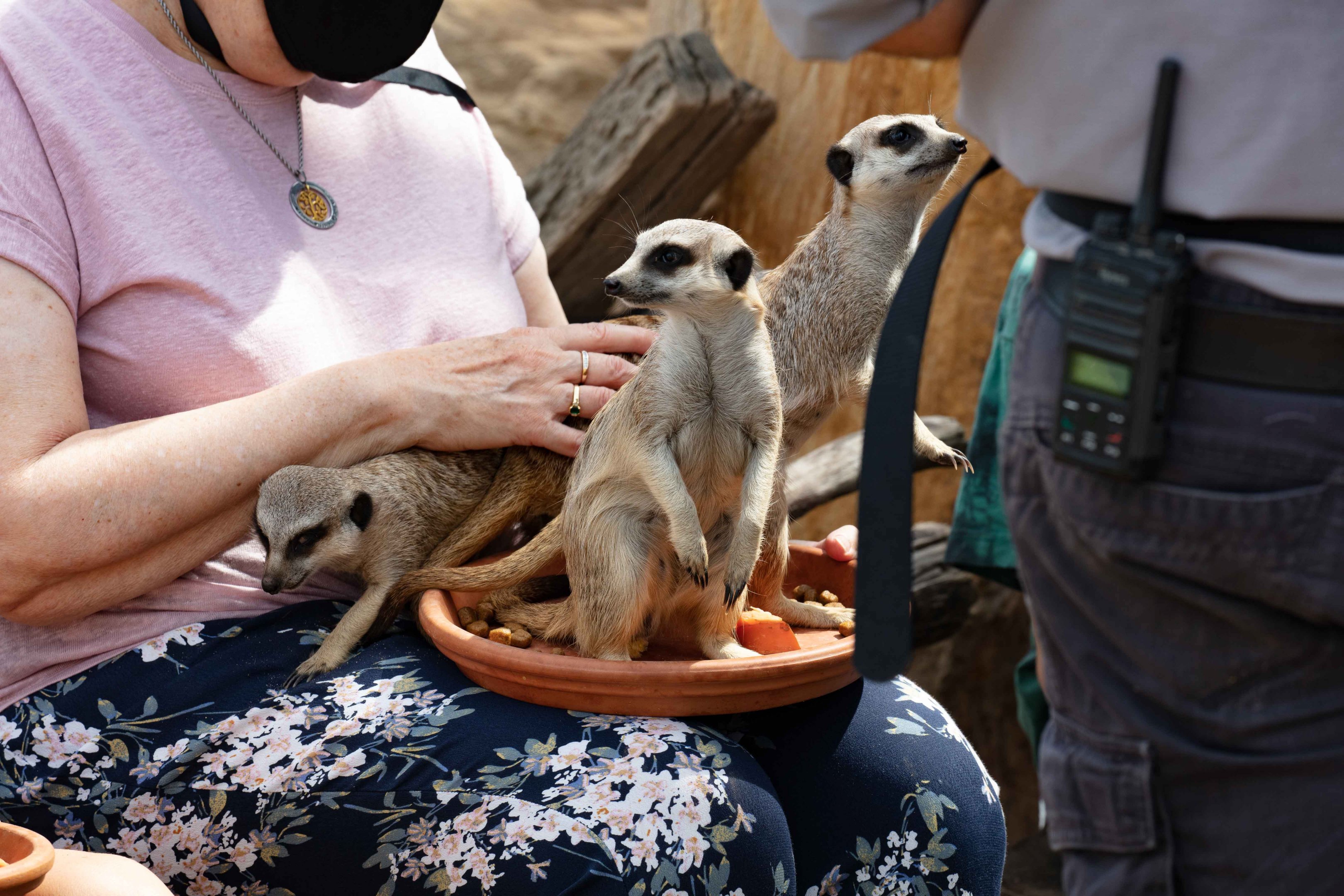Meerkat Encounters