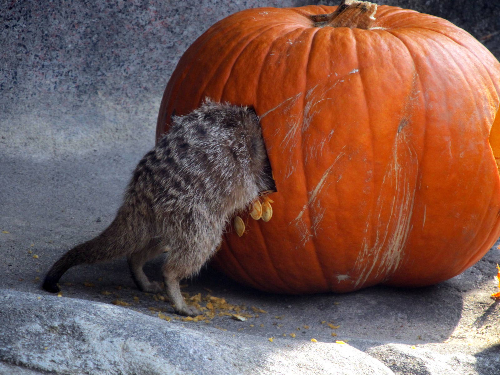 Meerkat Enjoying A Pumpkin